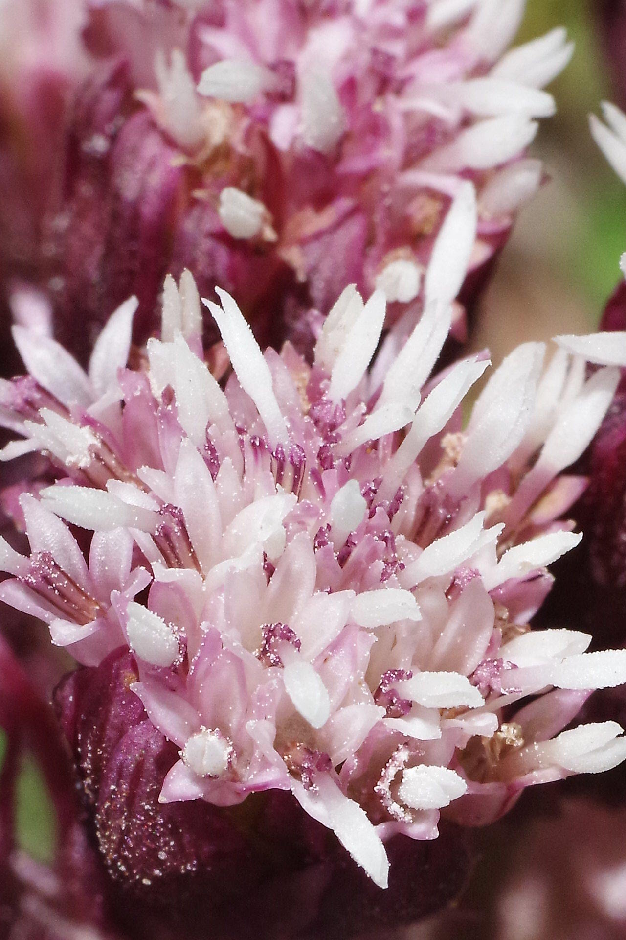 Particolare di fiore di farfaraccio