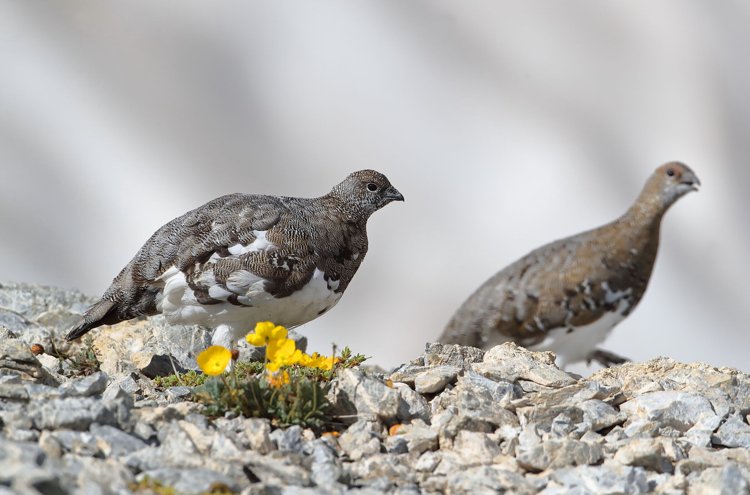 "That bouquet of flowers"