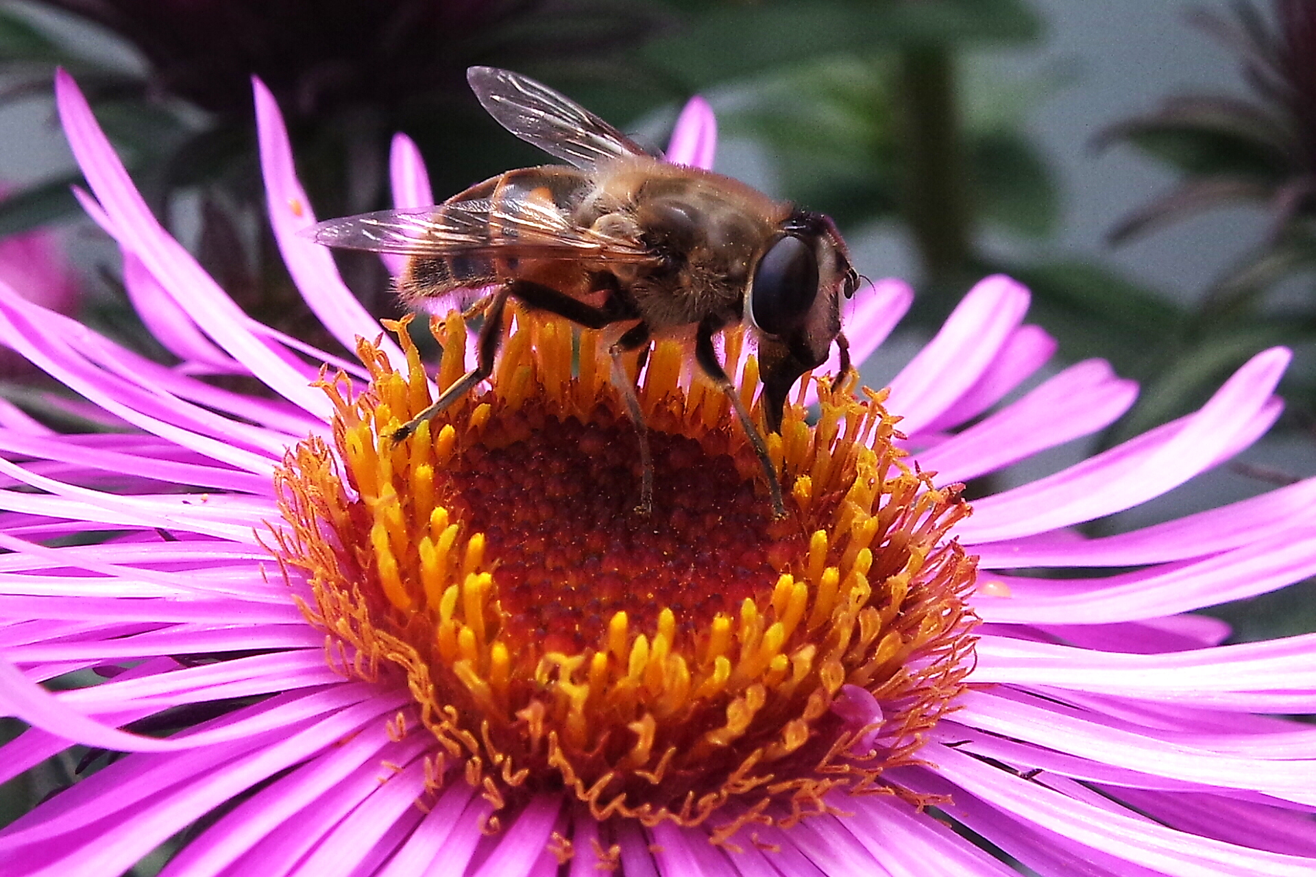 Ape su Astro Settembrino