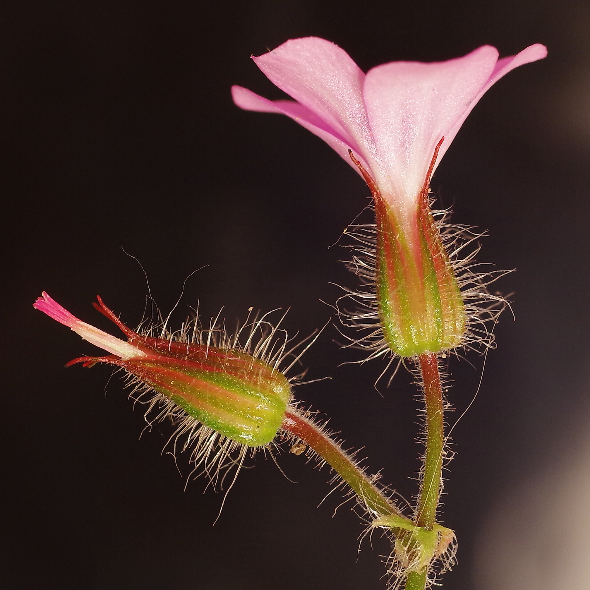 Flower I don't know