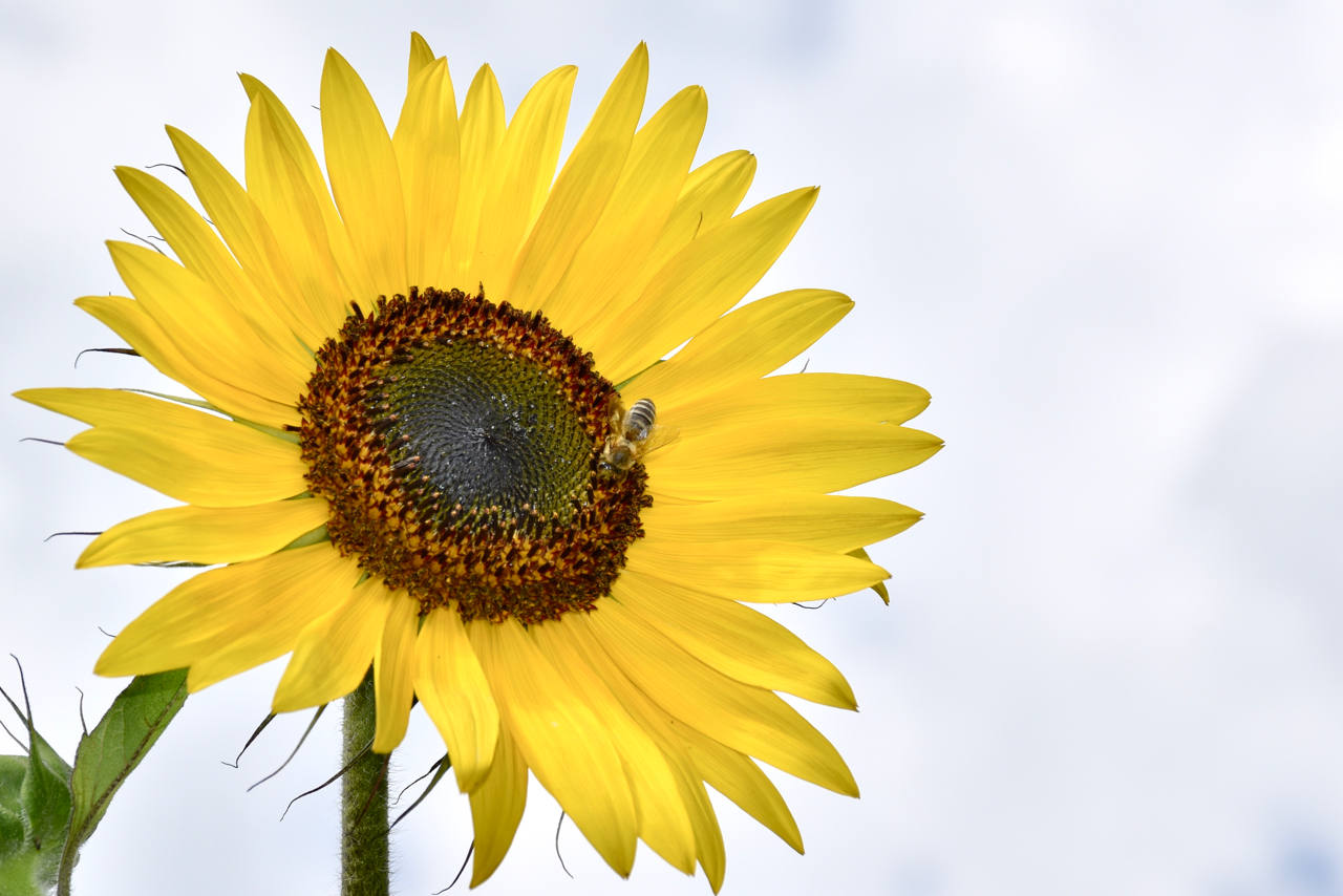 Sunflower that deserves the name