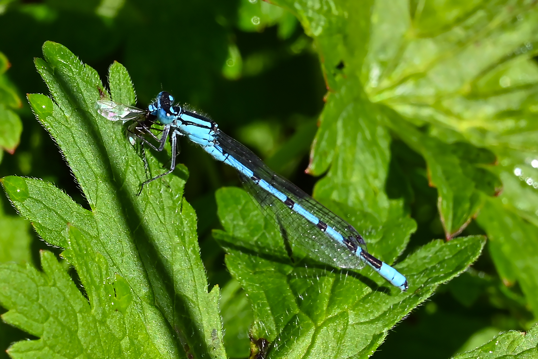 Anche oggi si mangia - 2