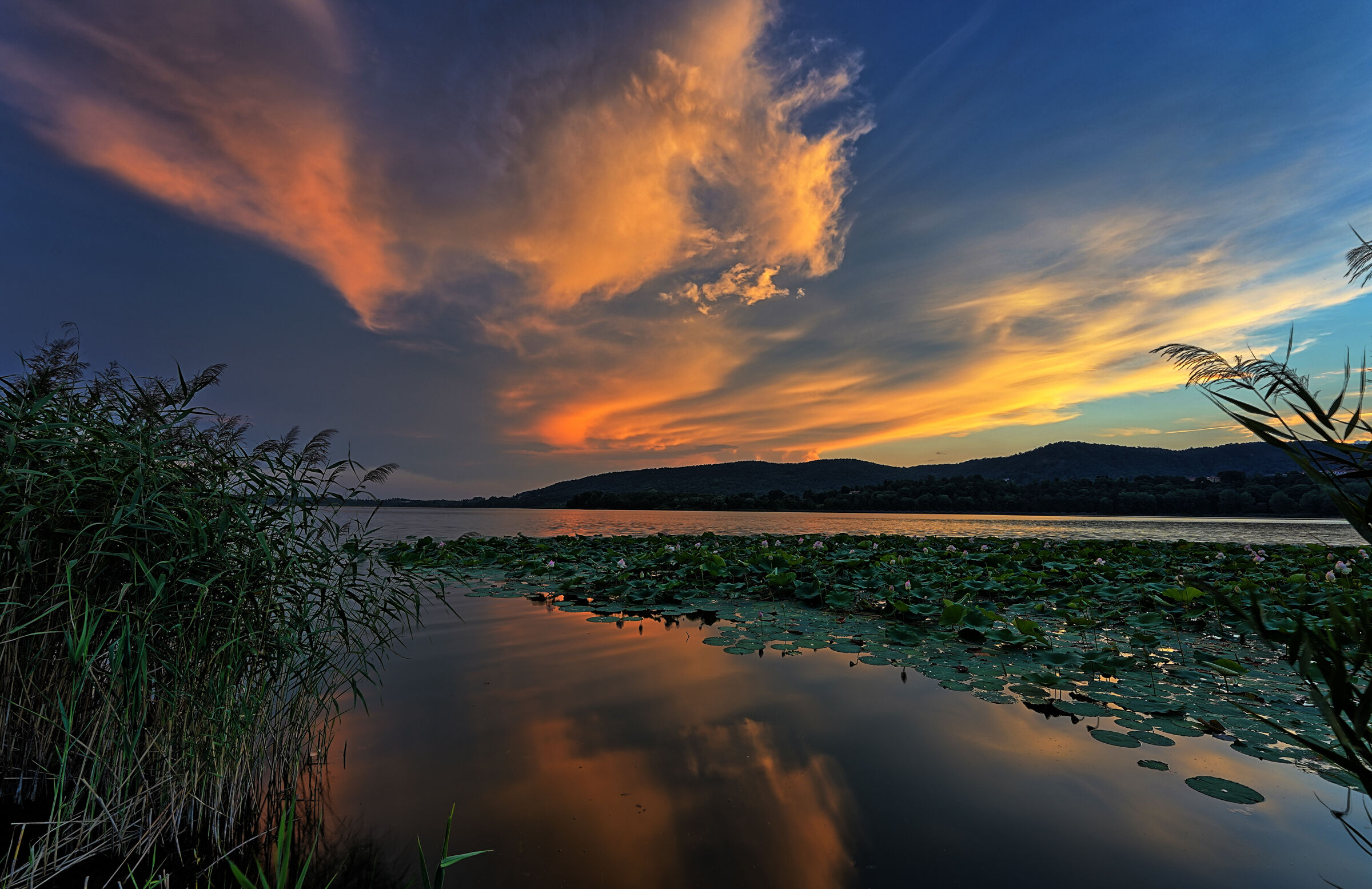 tramonto con ninfee giganti