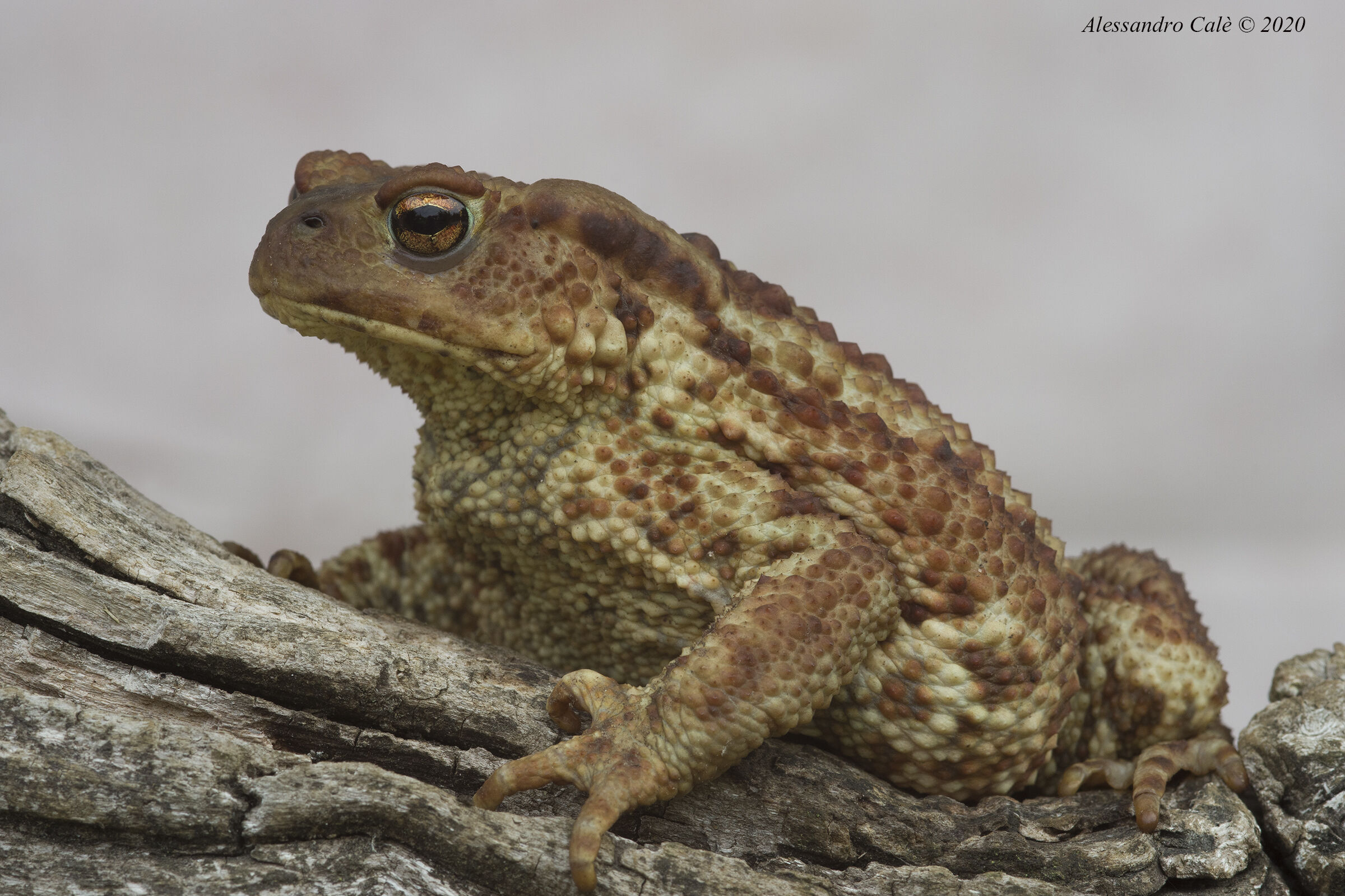Bufo bufo (Rospo comune) 6862