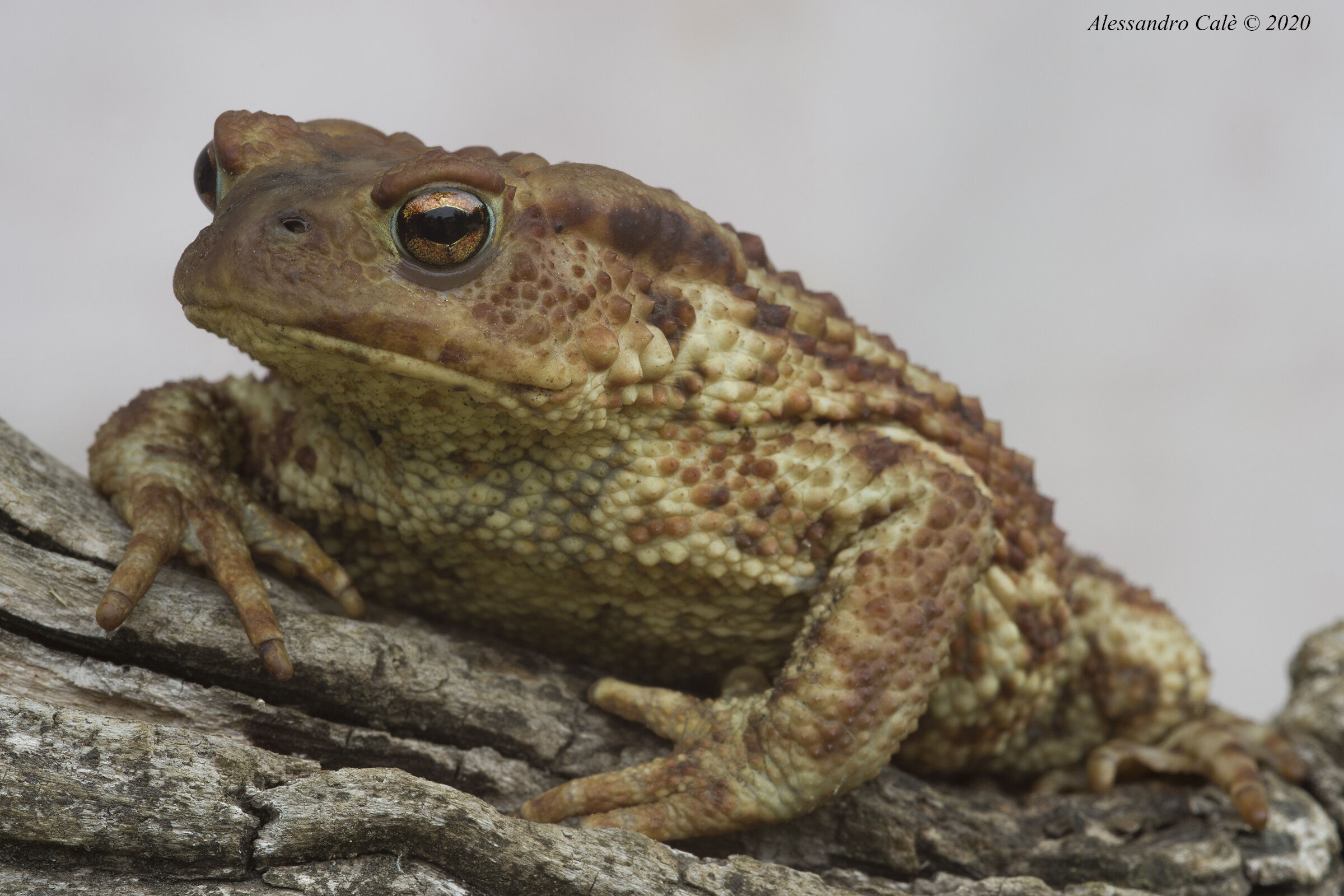 Bufo bufo (Rospo comune) 6837