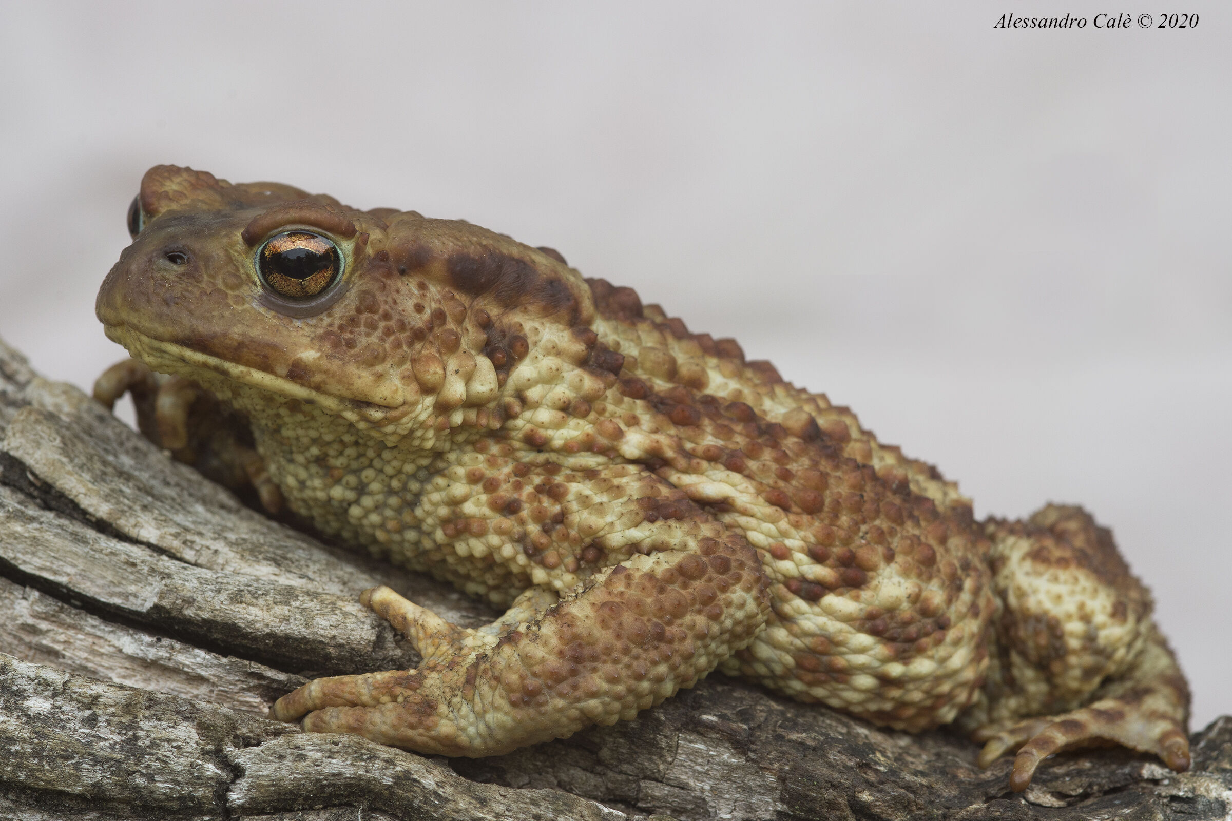 Bufo bufo (Rospo comune) 6757