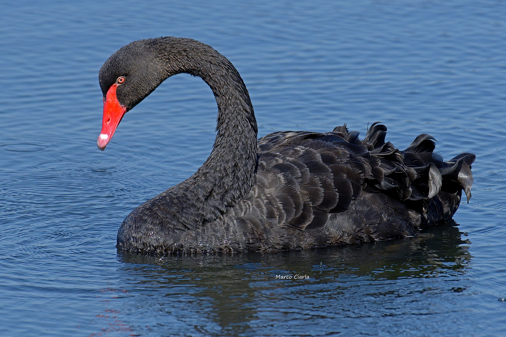 Black Swan (Cygnus atratus)