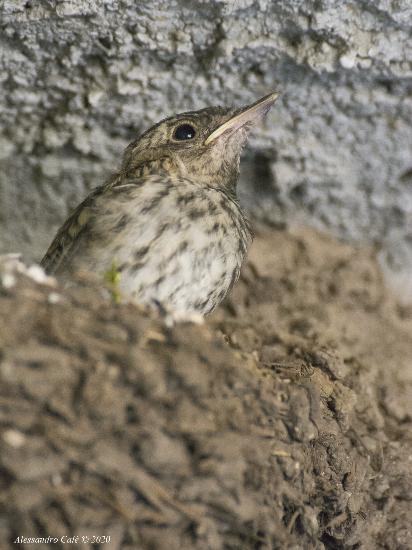 Muscicapa striata (Pigliamosche) 8790