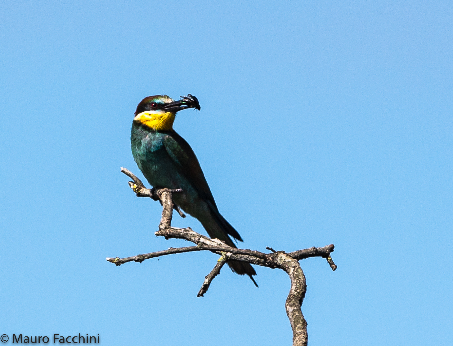 Meros apiaster