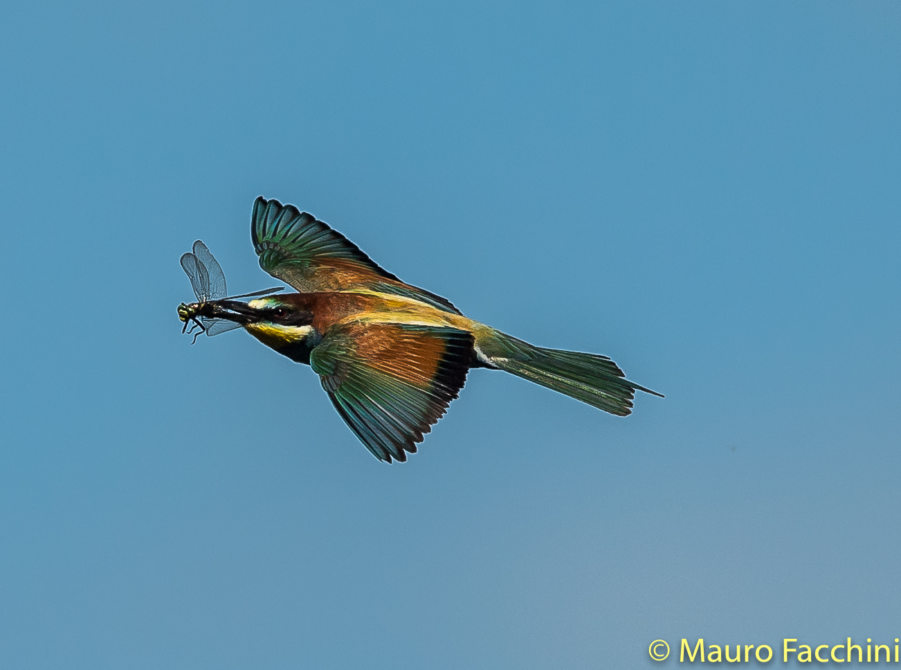 Meros apiaster