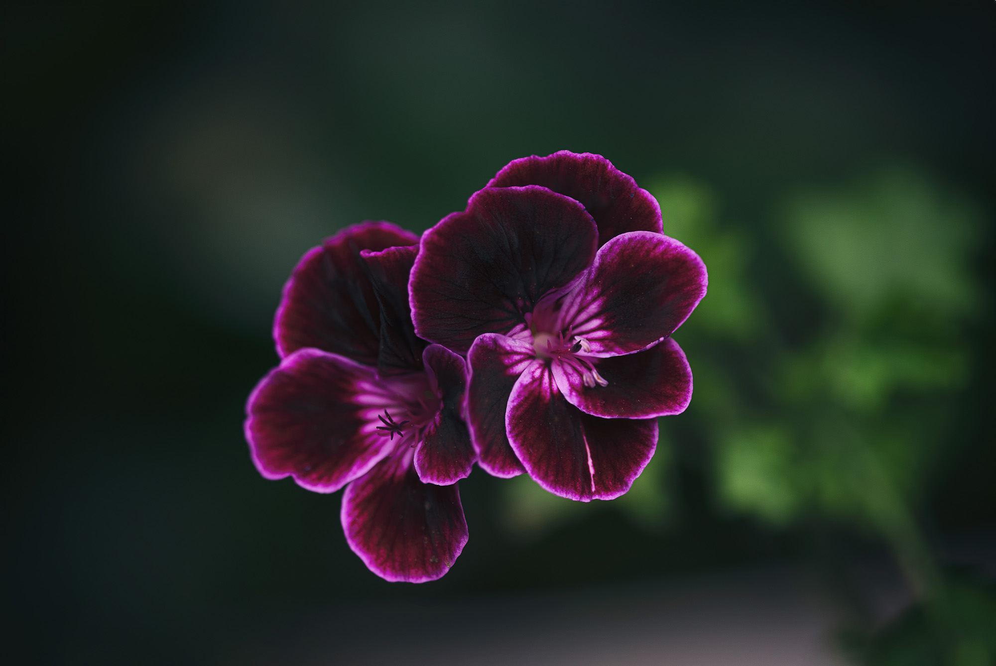 Violette