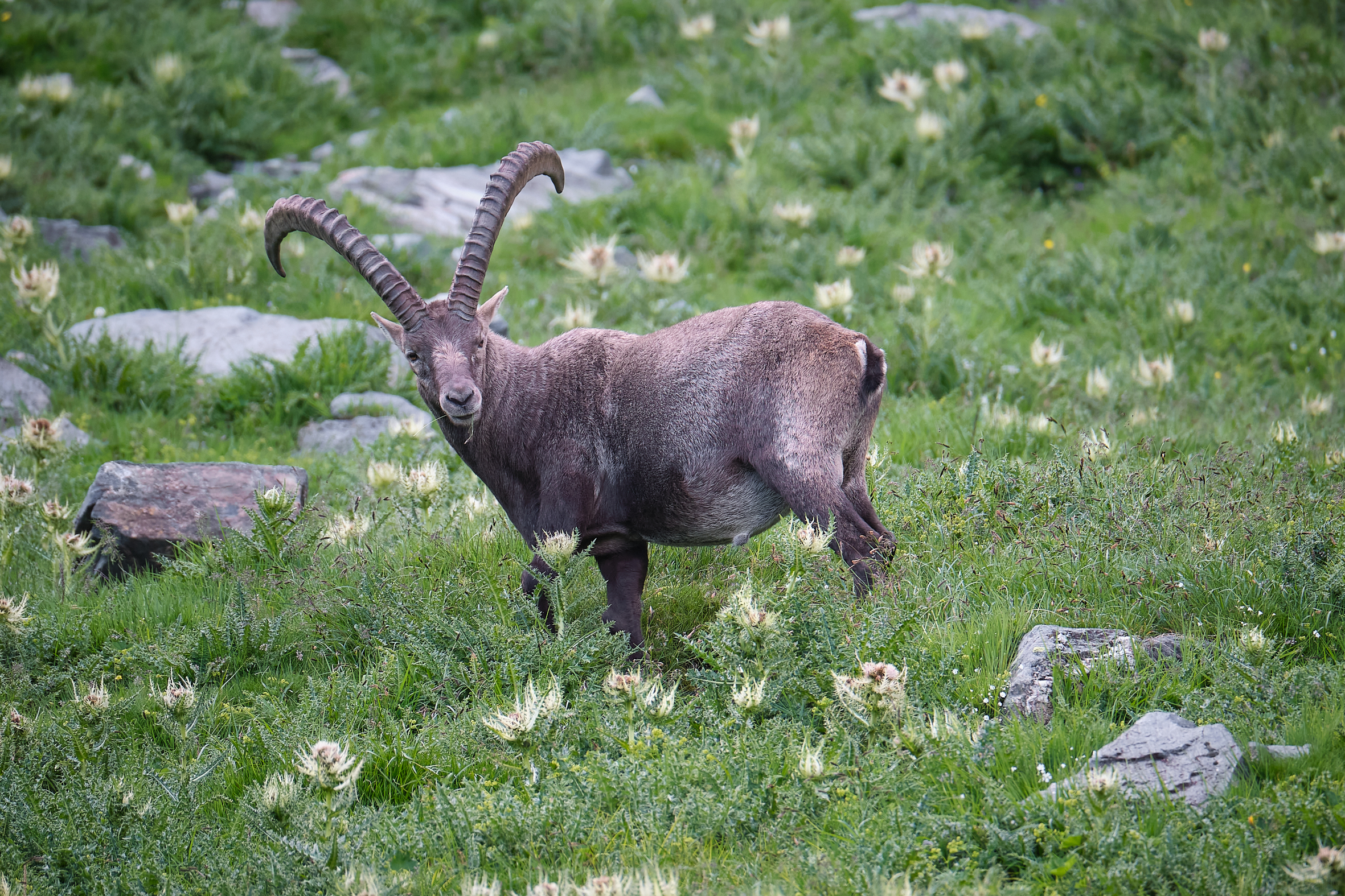 Ibex