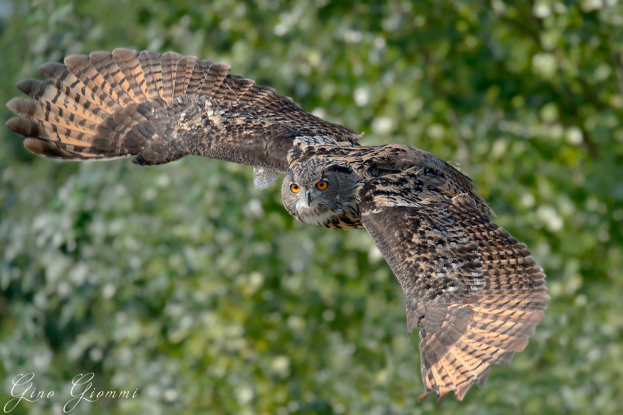 Gufo reale no wild
