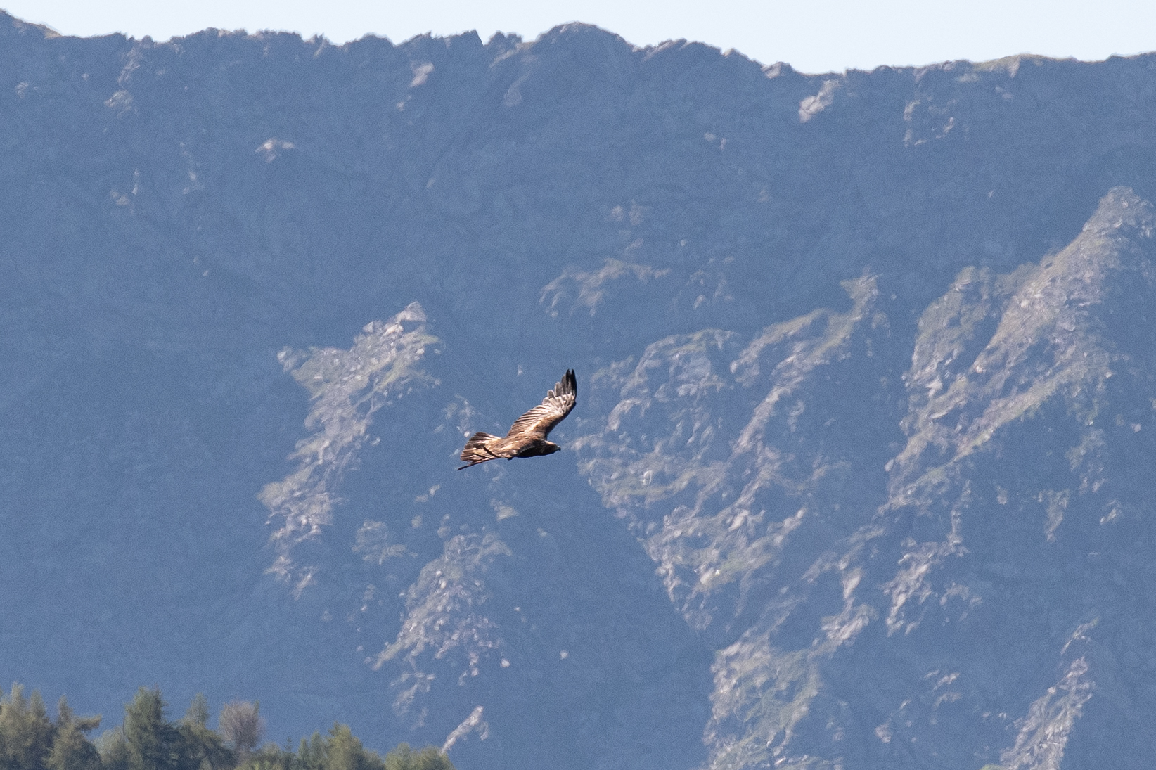 Aquila con 70-200 supercroppata al 100%