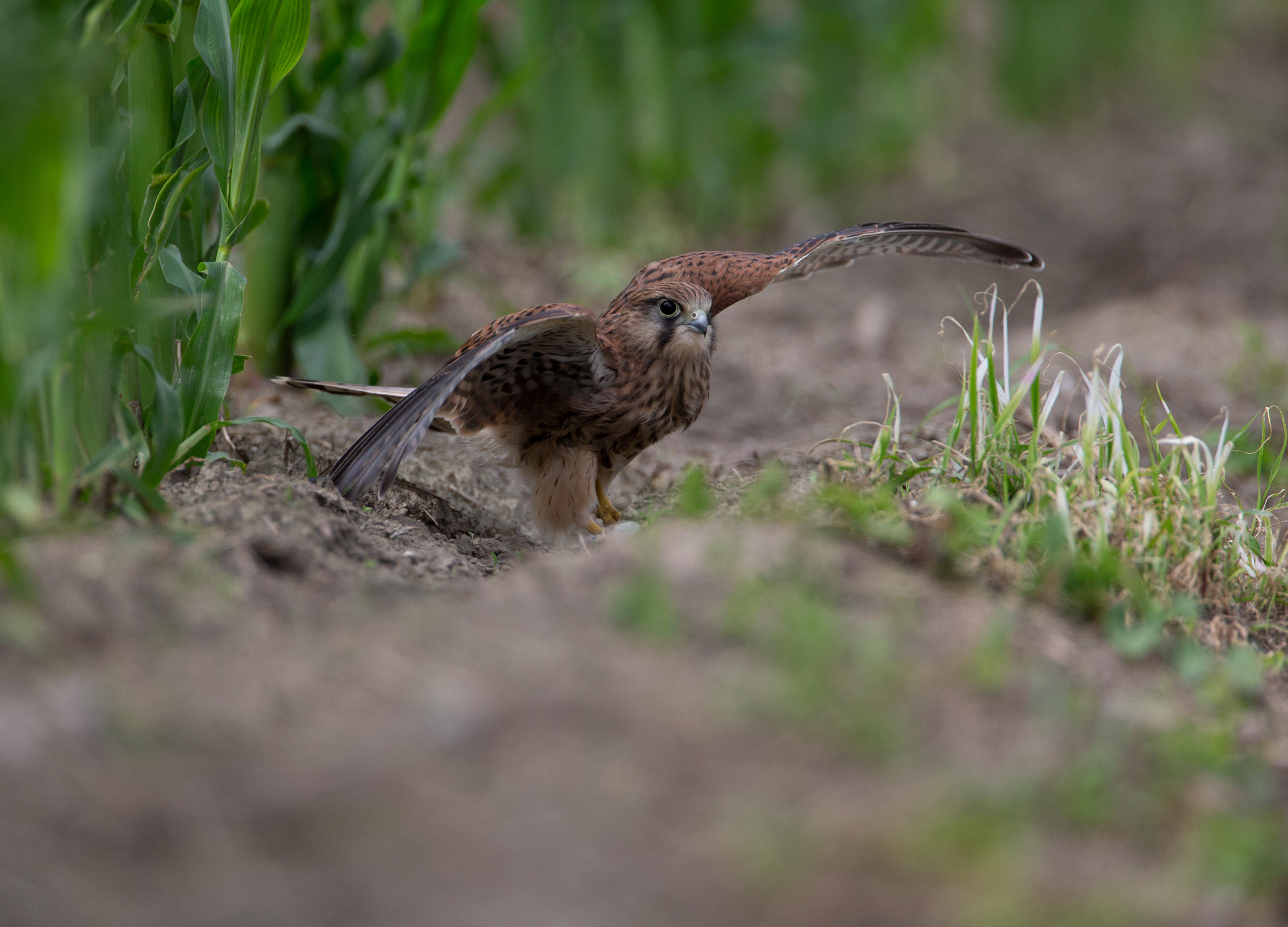 Prove di volo - Gheppio Juv.
