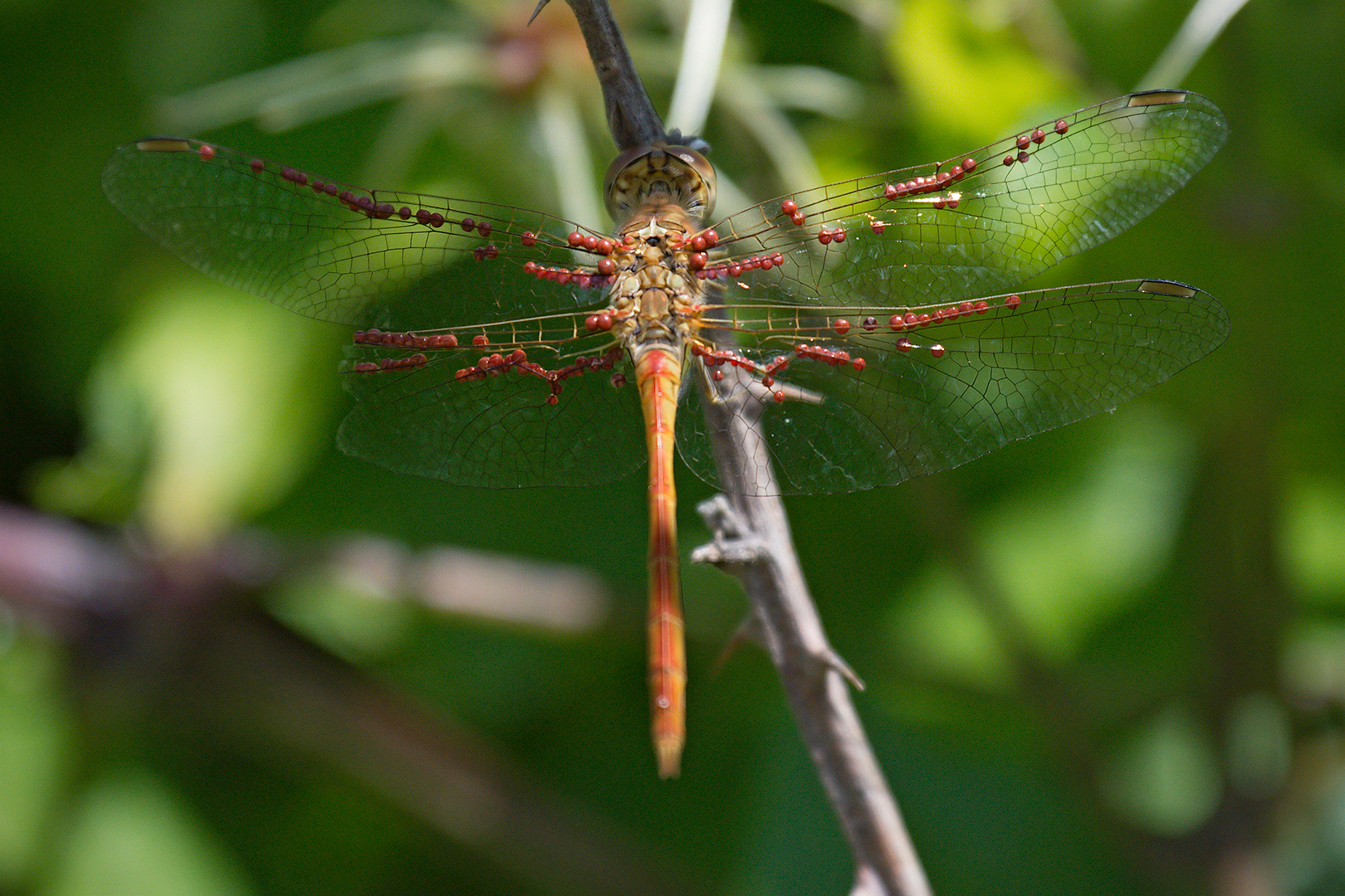 Dragonfly (Young Male Southern Sympetrum)
