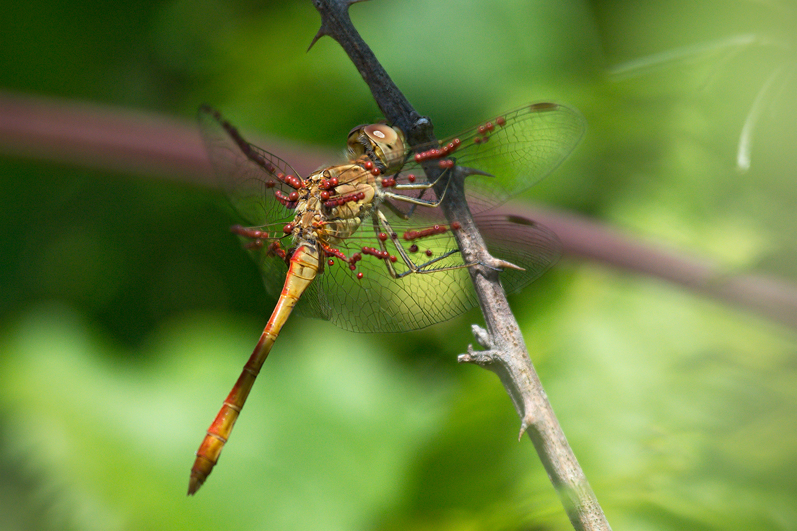 Dragonfly (Young Male Southern Sympetrum)