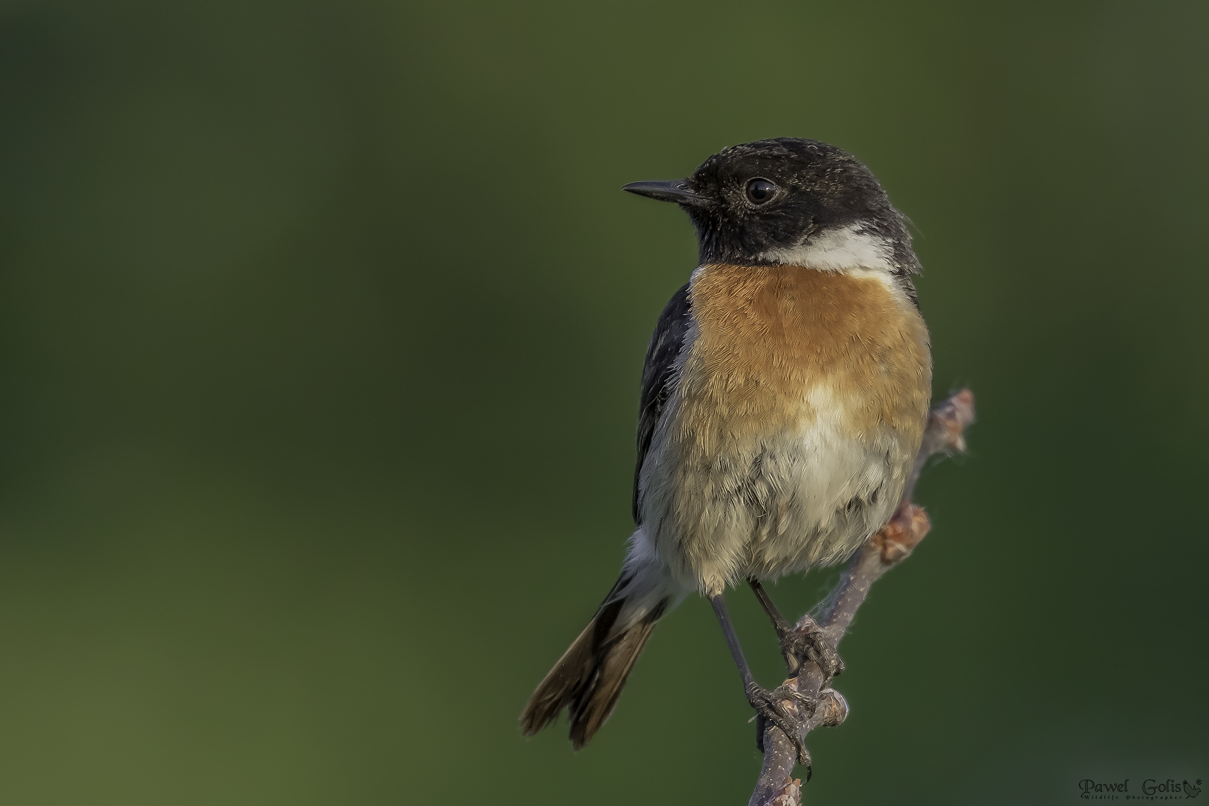 Chat europea (Saxicola rubicola) v2