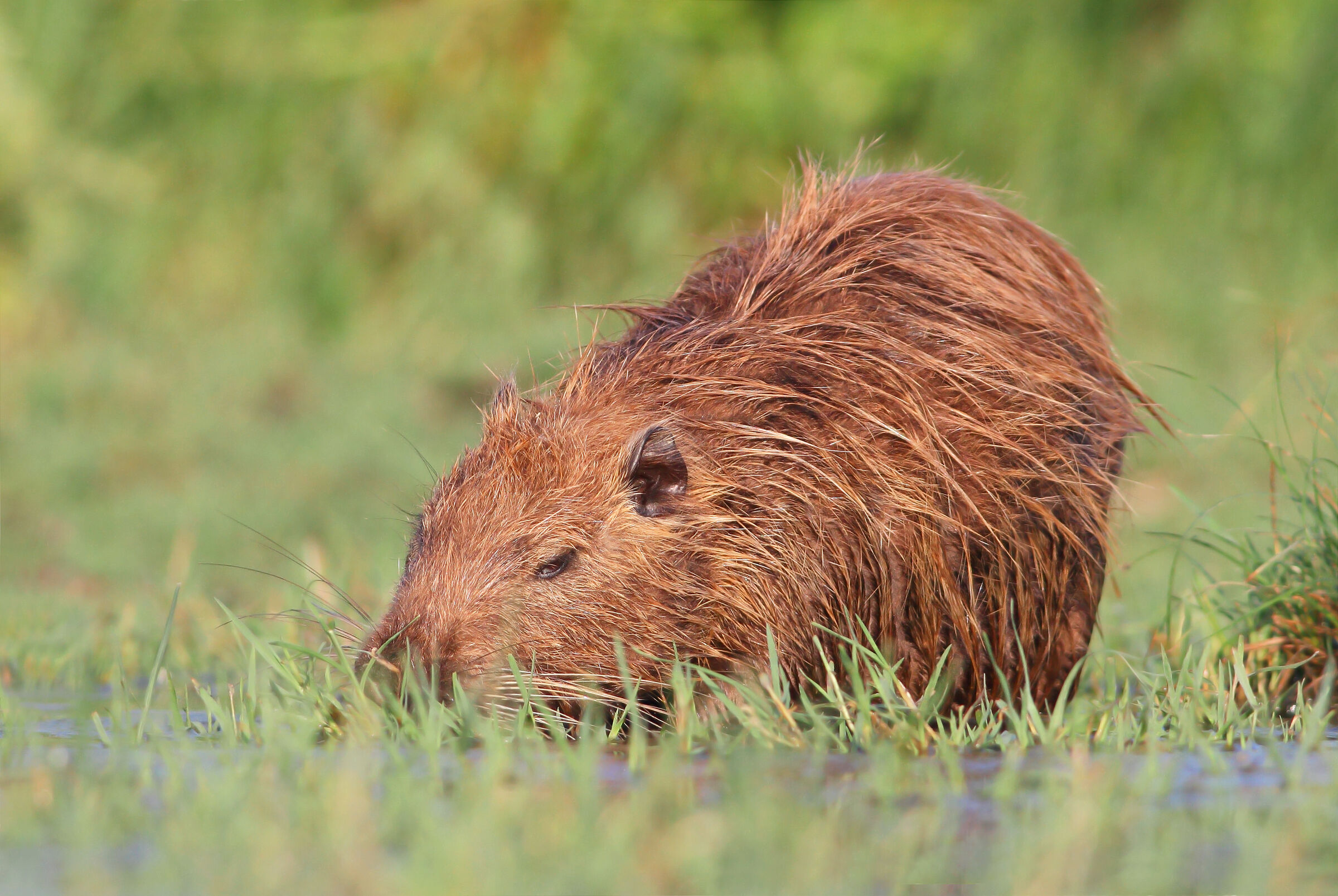 Nutria