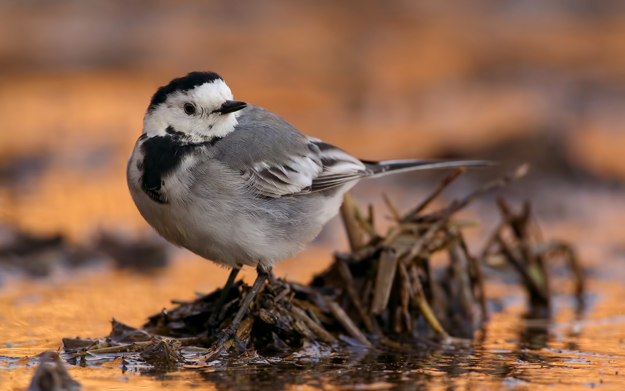 Ballerina bianca  HD