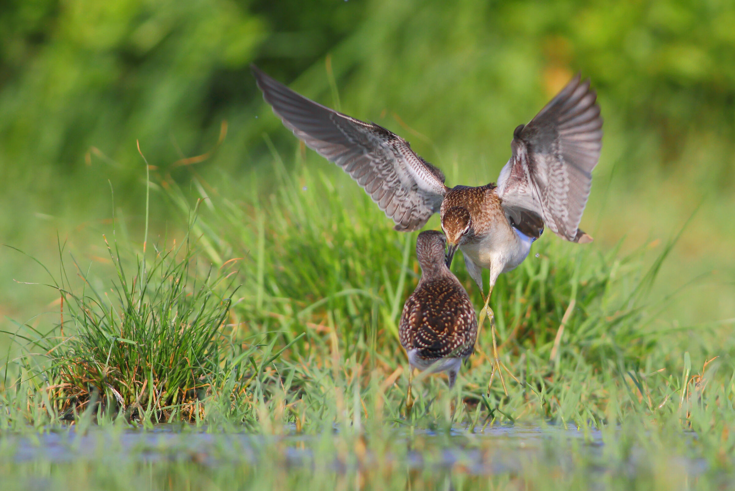 PP boscherecci in lite
