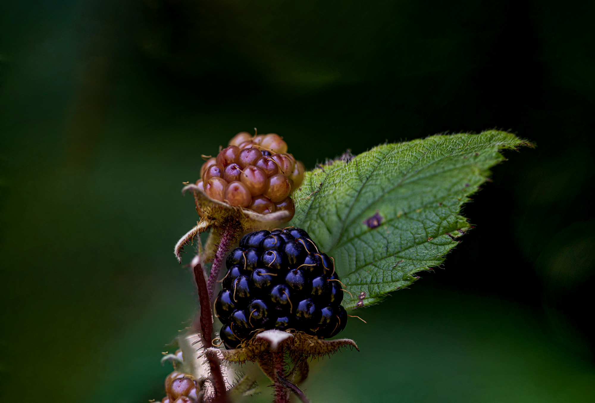 Wild Blackberries