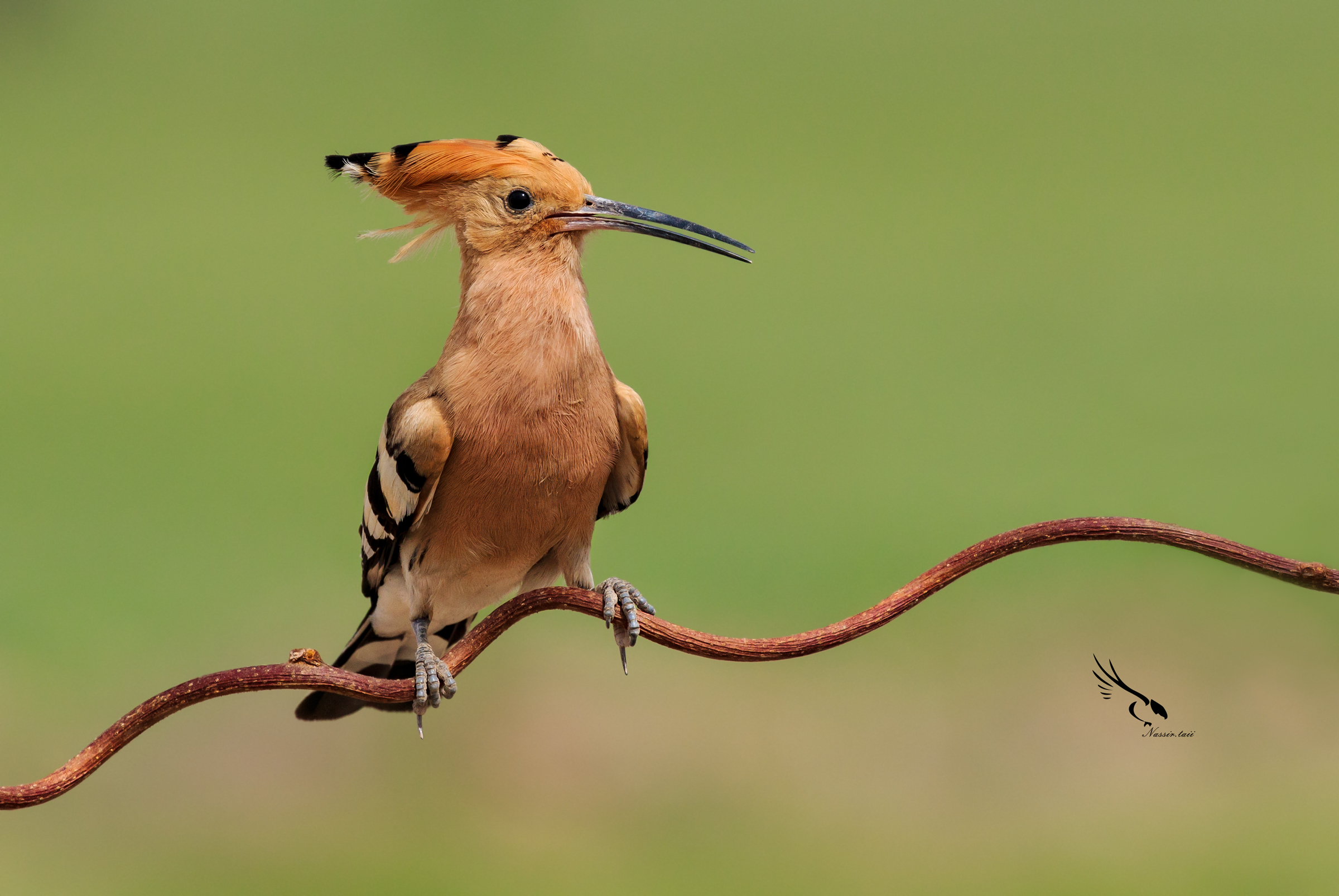 Eurasianhoopoe