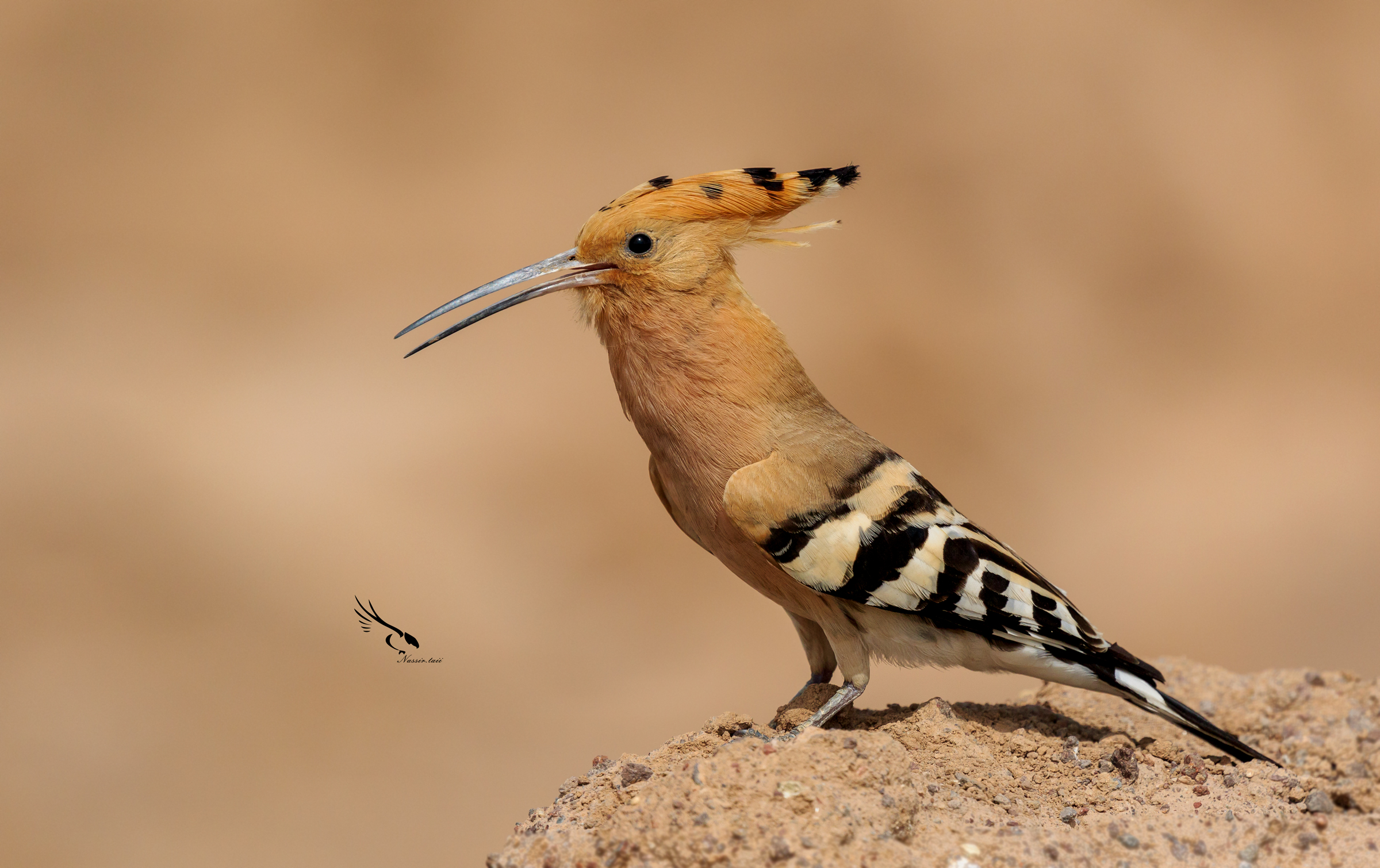 Eurasianhoopoe