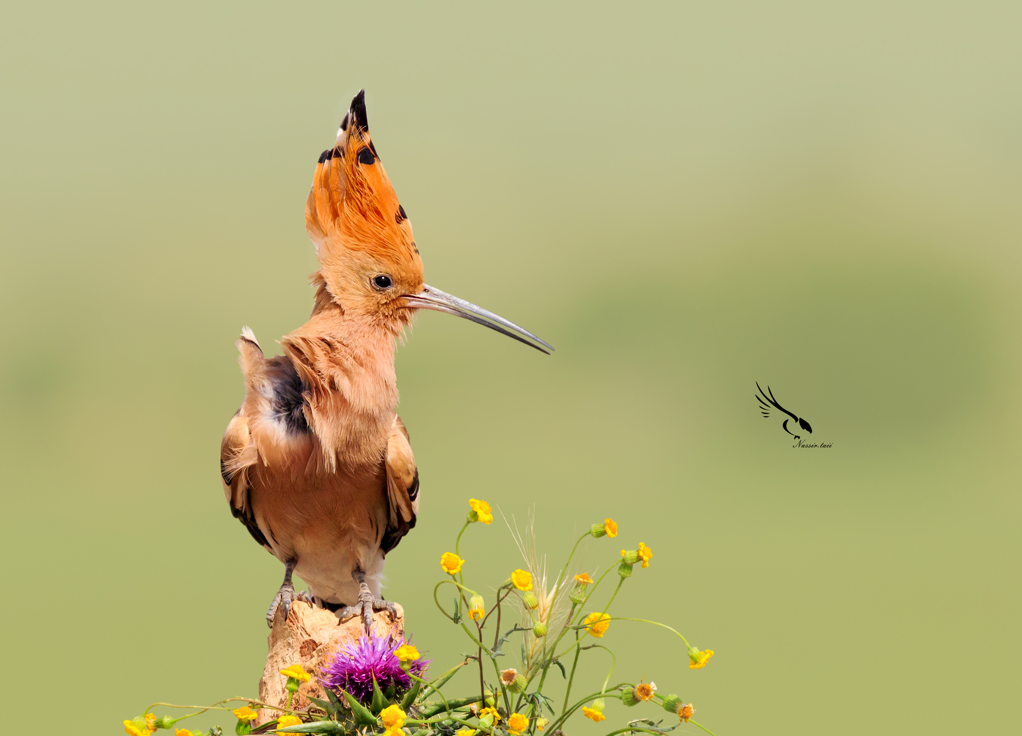 Eurasianhoopoe