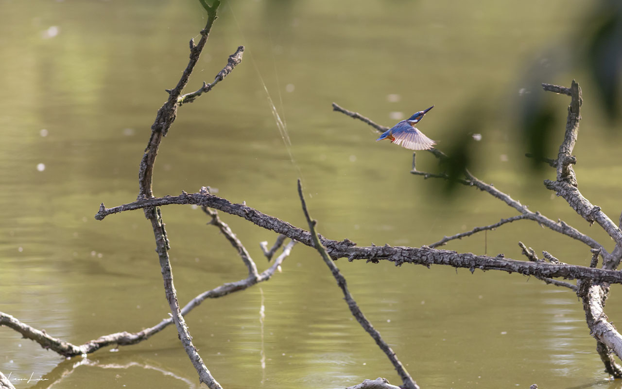 Martin Fisherman in flight