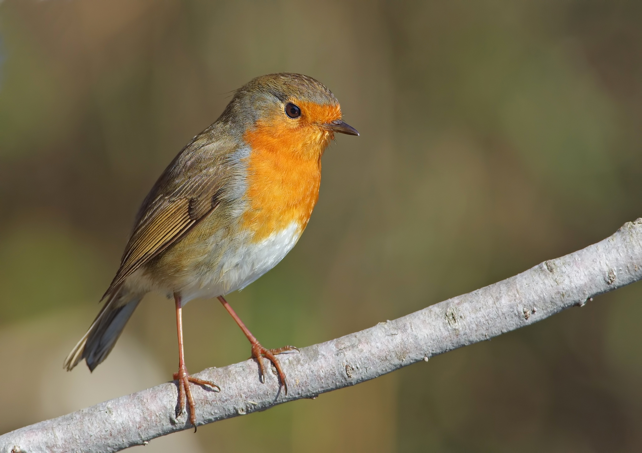 Ho 2 piume fuori posto...(pettirosso)    HD