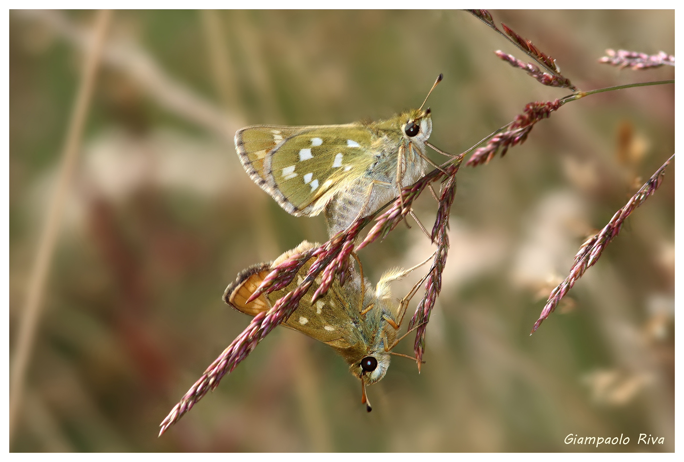 Mating butterflies Hesperia comma