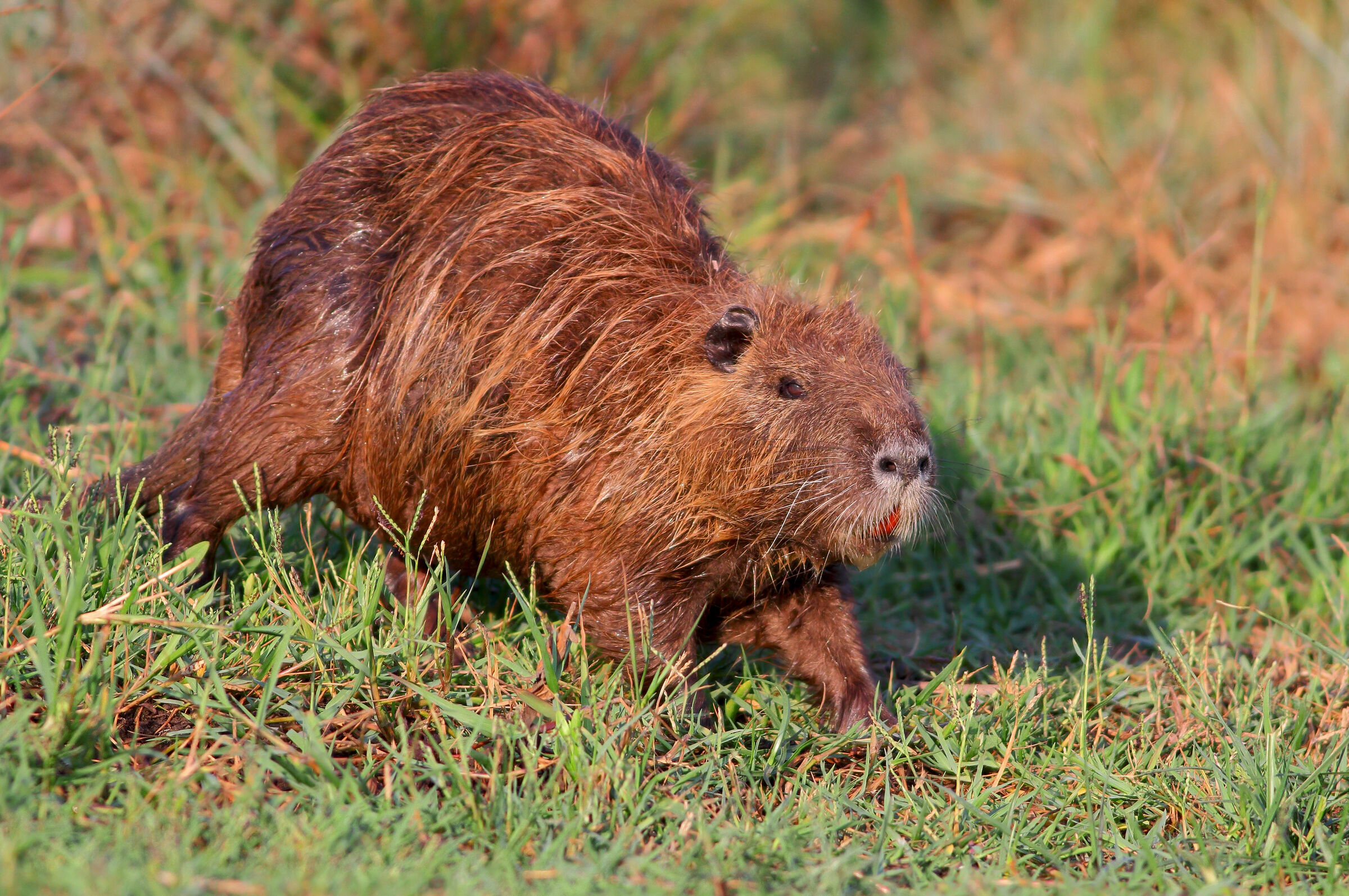 Nutria