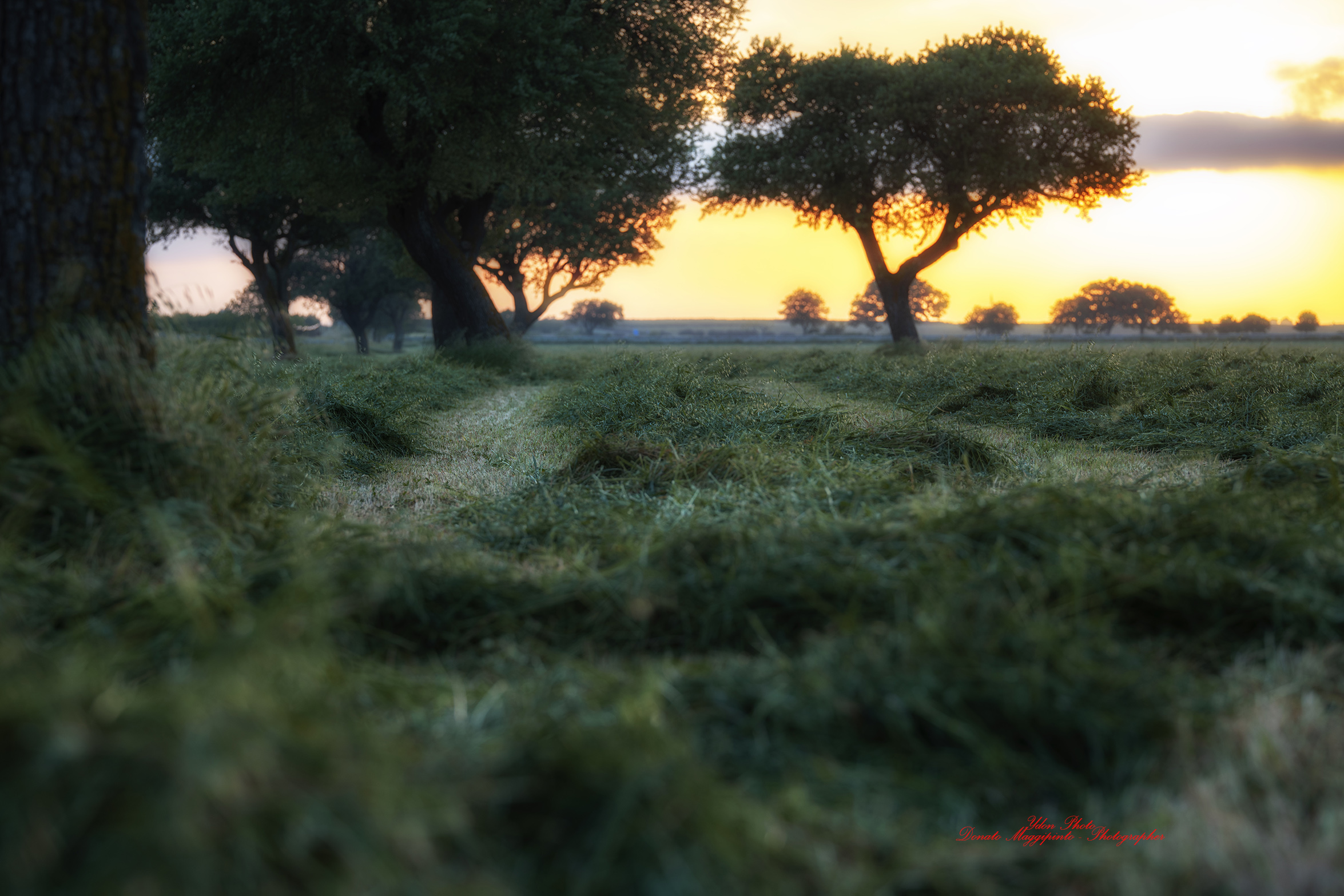walking in the fields