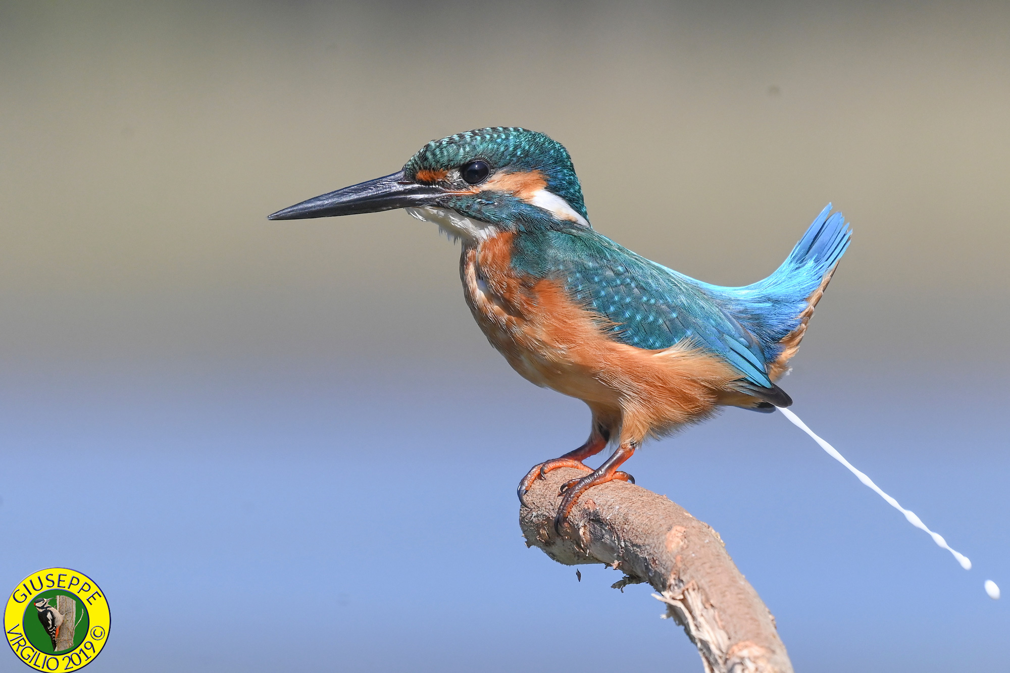 Martin Pescatore Alcedo atthis (Sardegna ) 2019