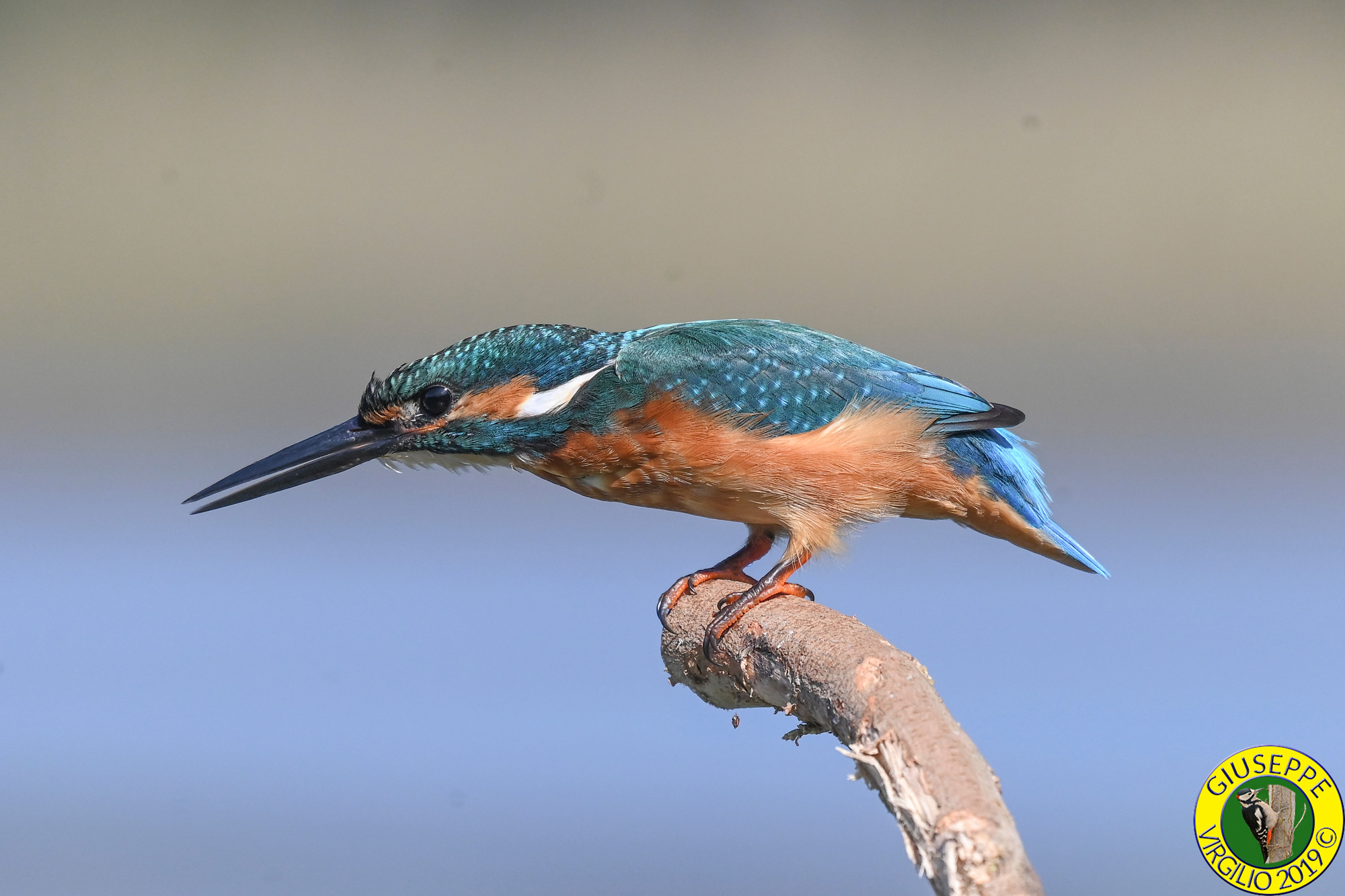 Martin Pescatore Alcedo atthis (Sardegna ) 2019