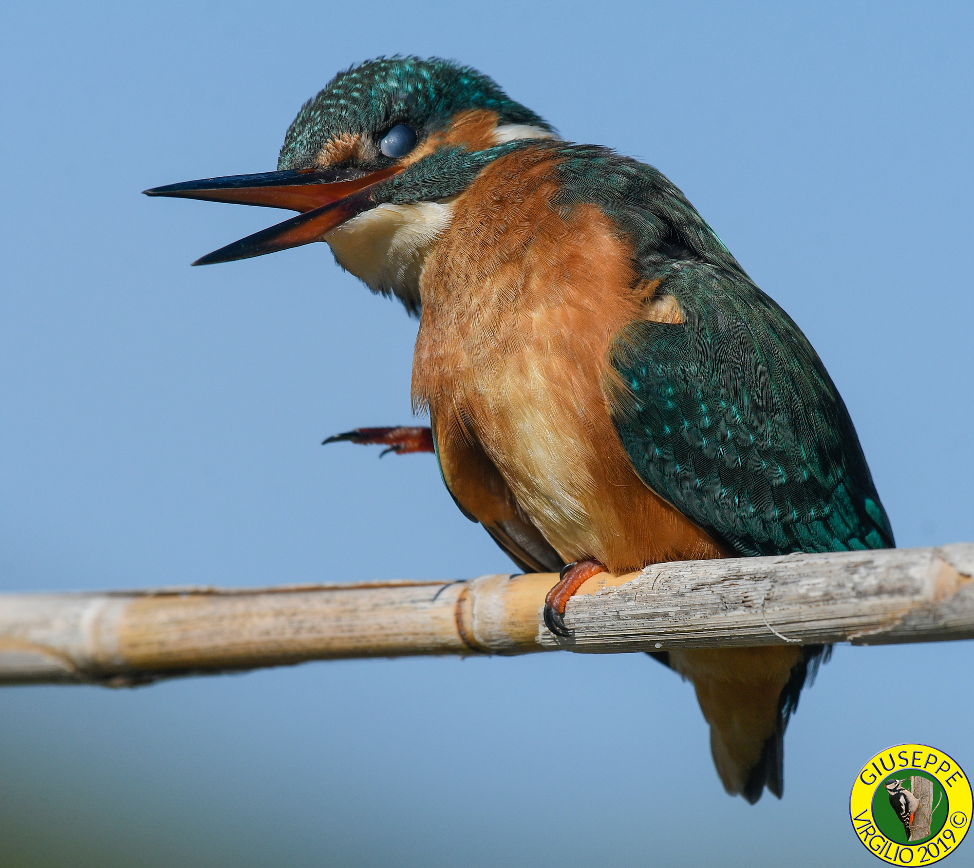 Martin Pescatore Alcedo atthis (Sardegna ) 2019