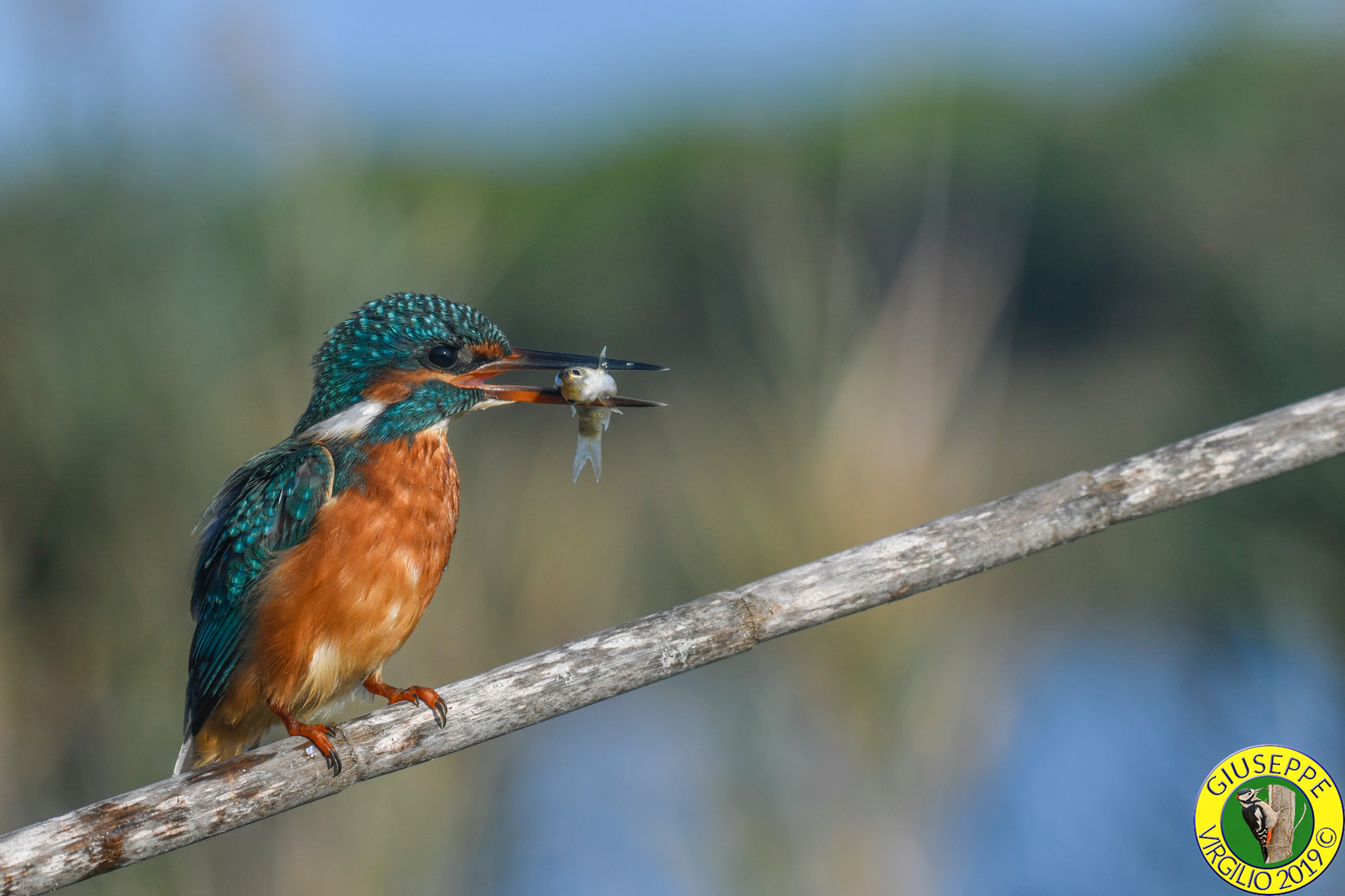 Martin Pescatore Alcedo atthis (Sardegna ) 2019