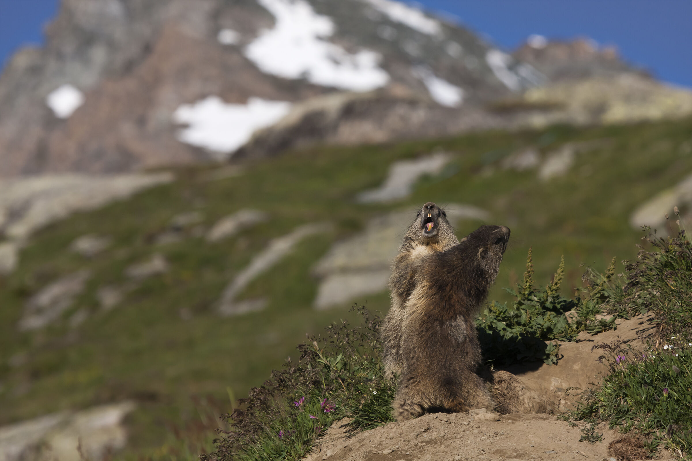 Marmotte