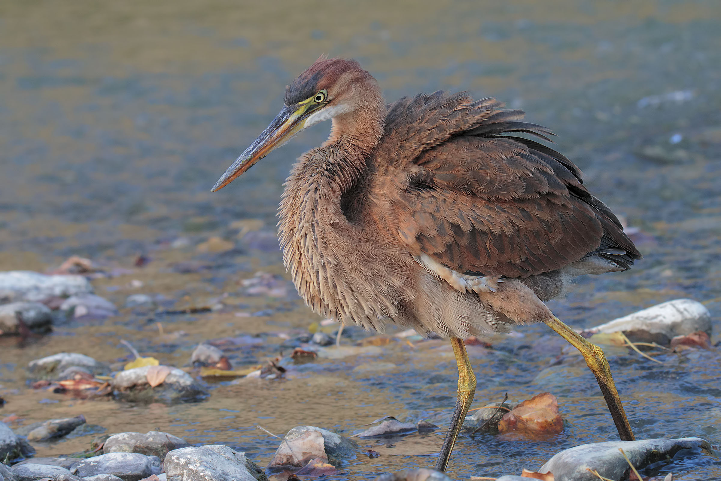 Airone Rosso negli ultimi raggi