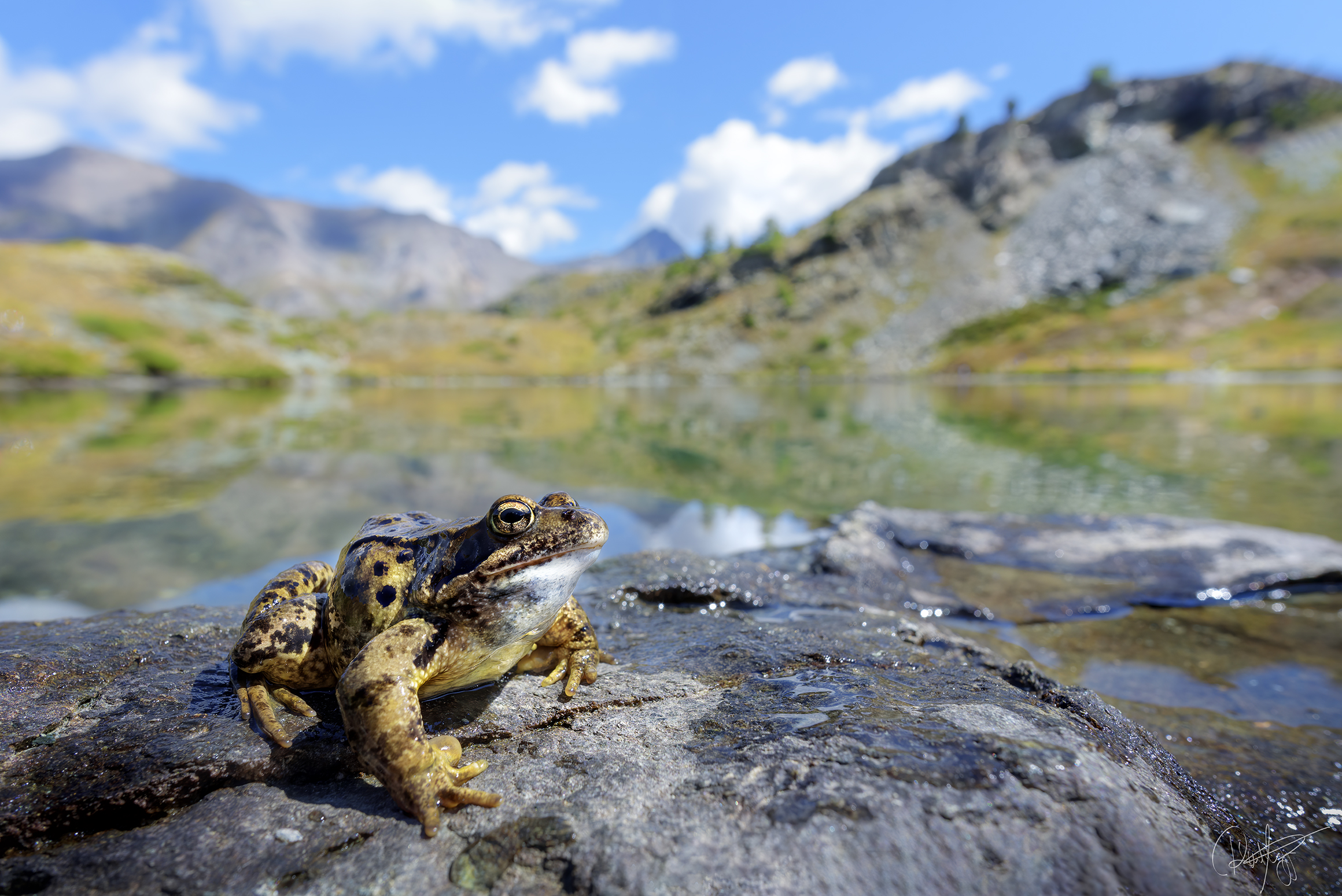 The Magnificent Temporaria