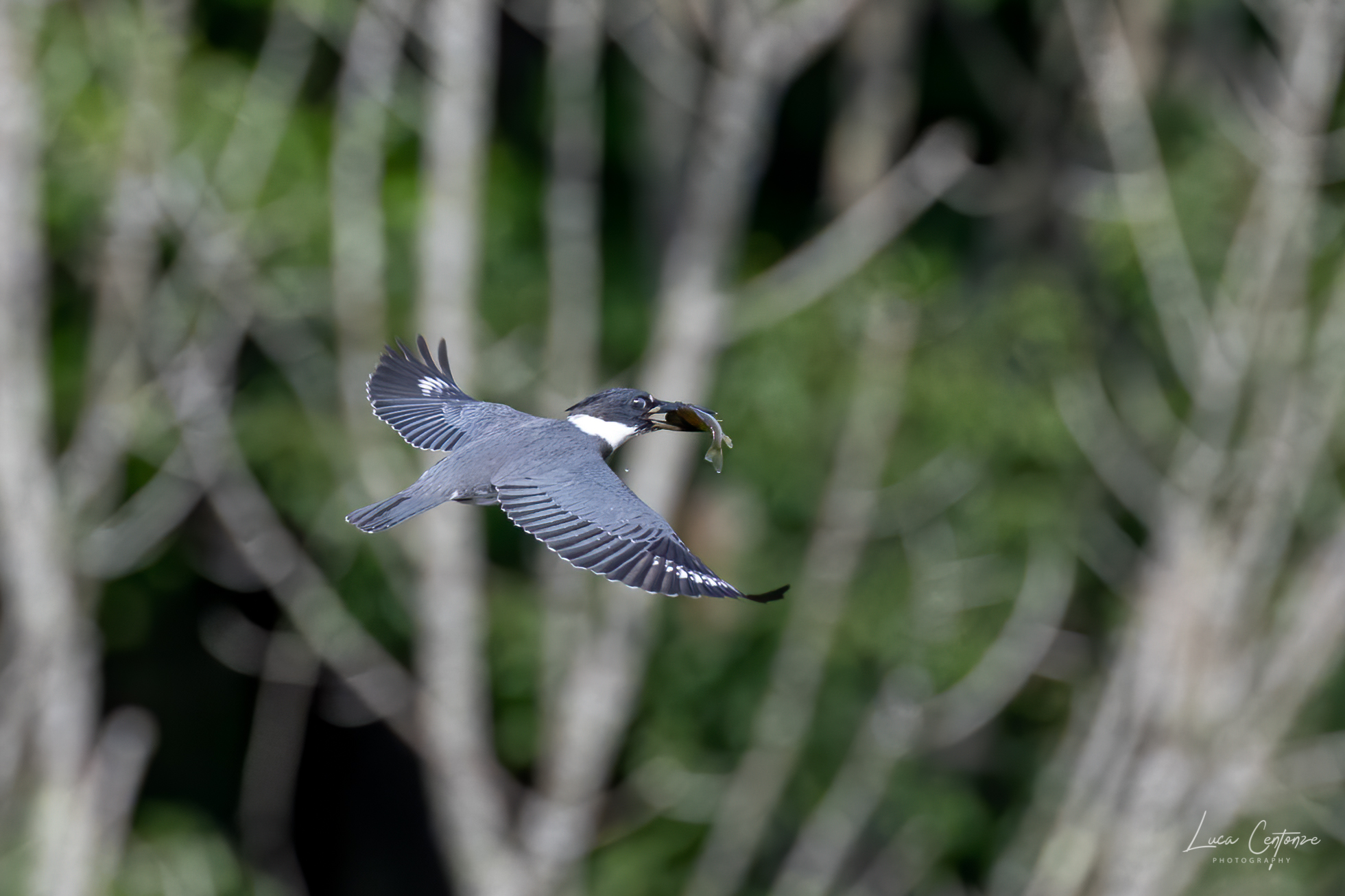 Belted Kingfisher con preda.