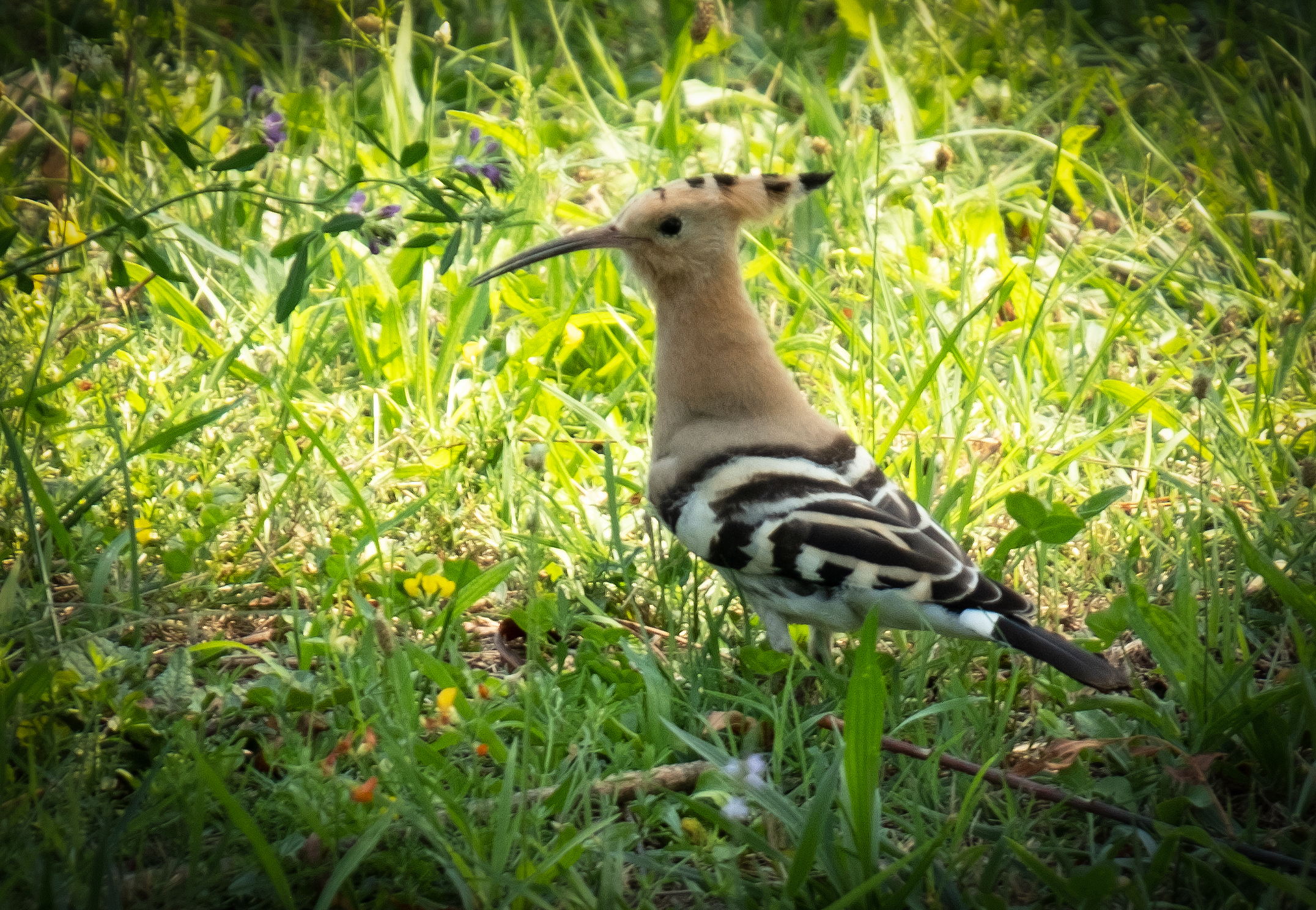 Hoopoe