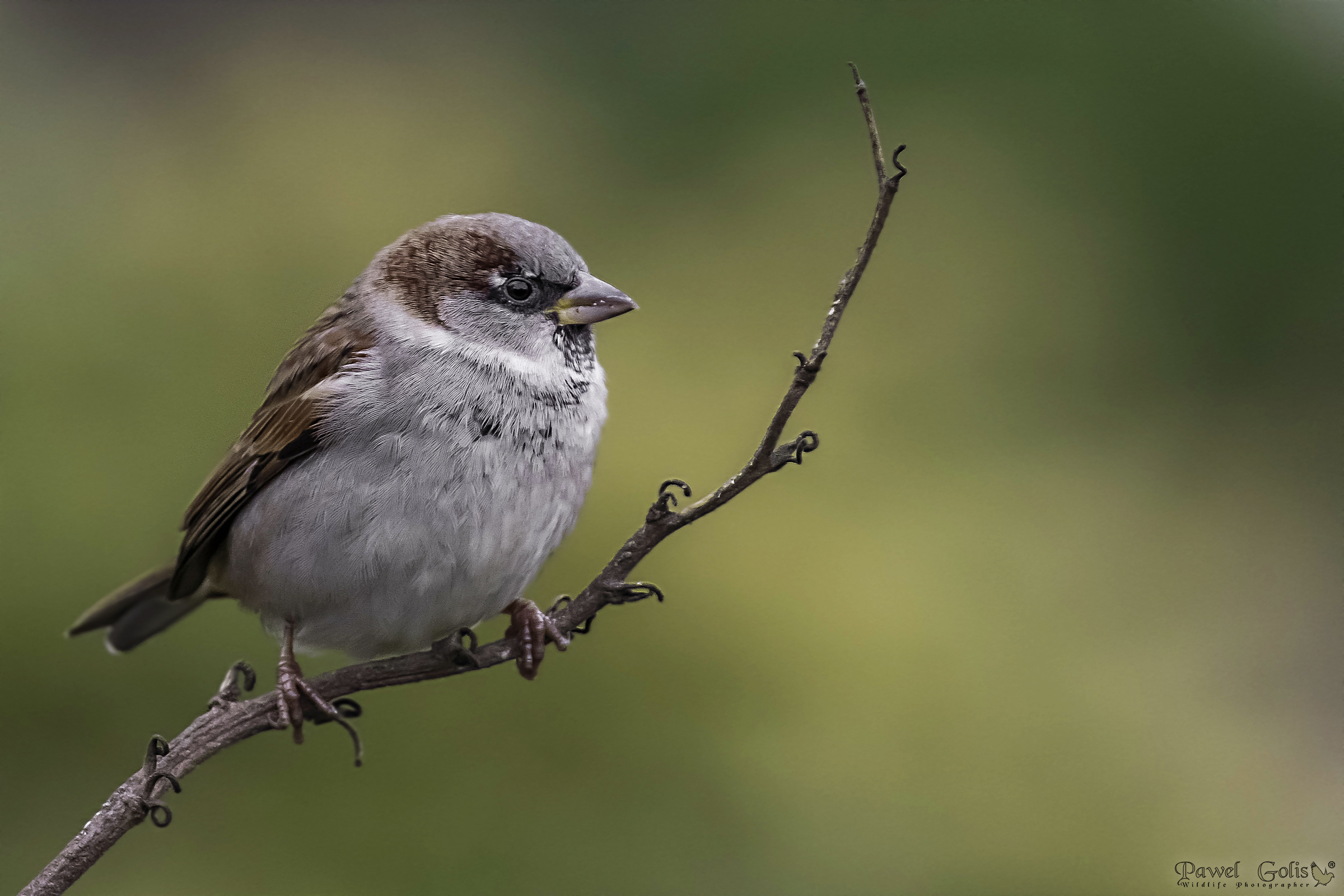 House sparrow (Passer domesticus)