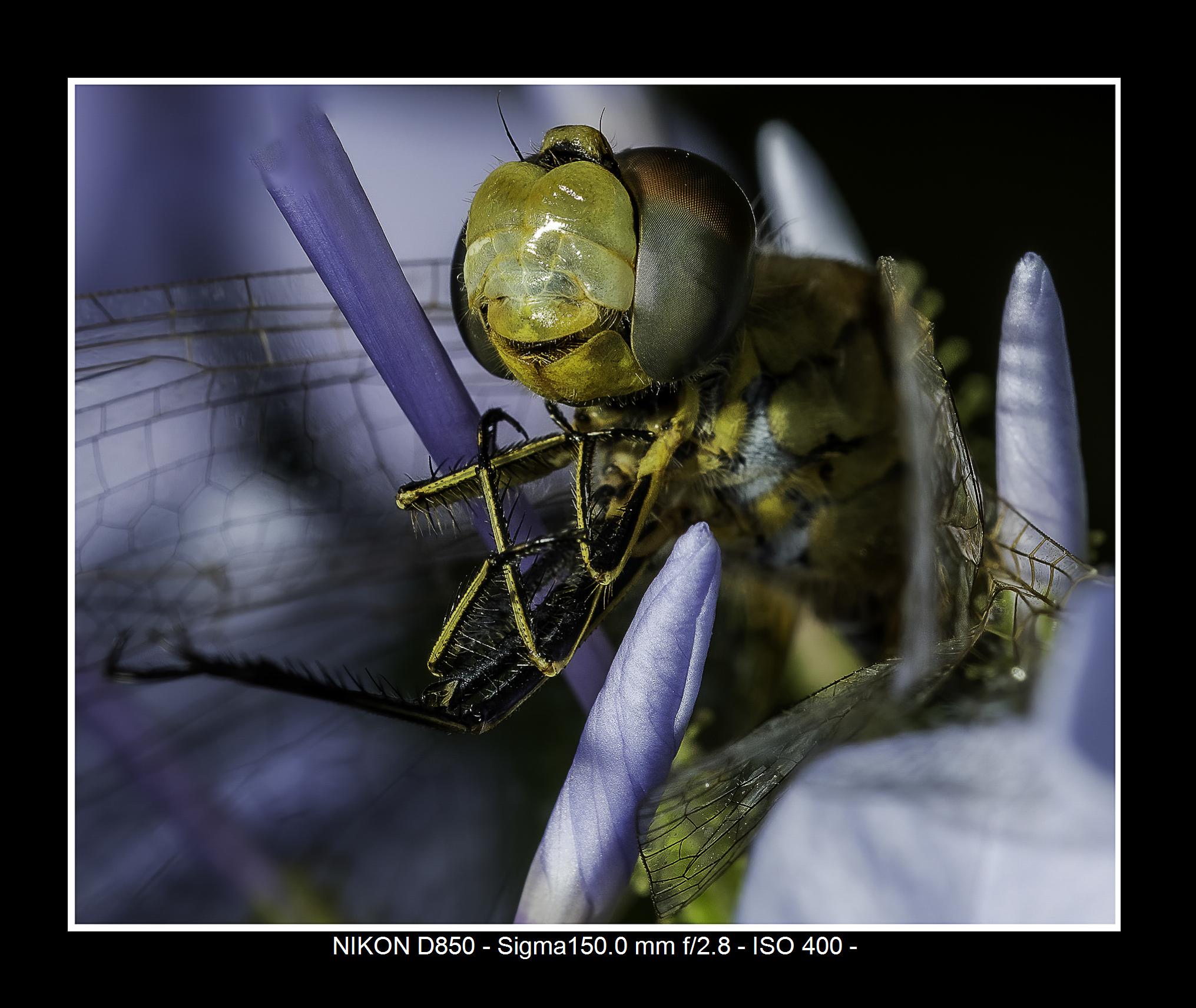 Macro1
