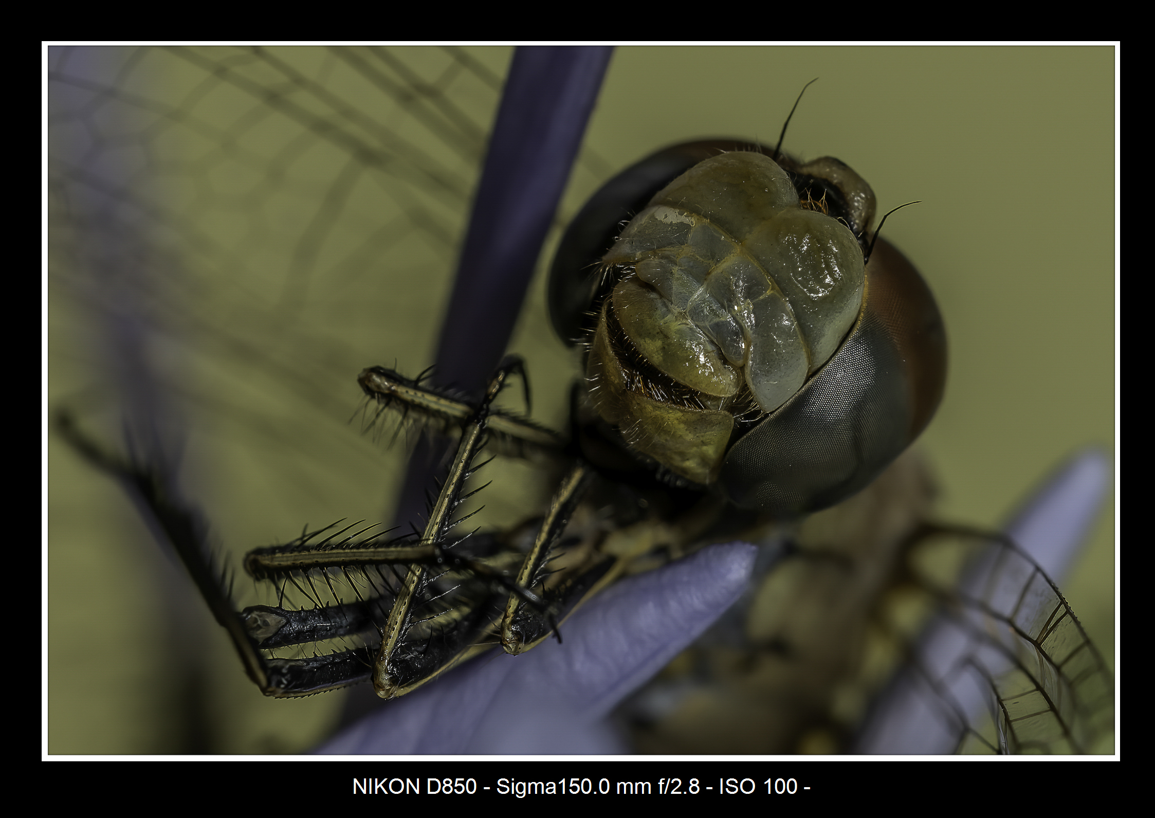 Macro3