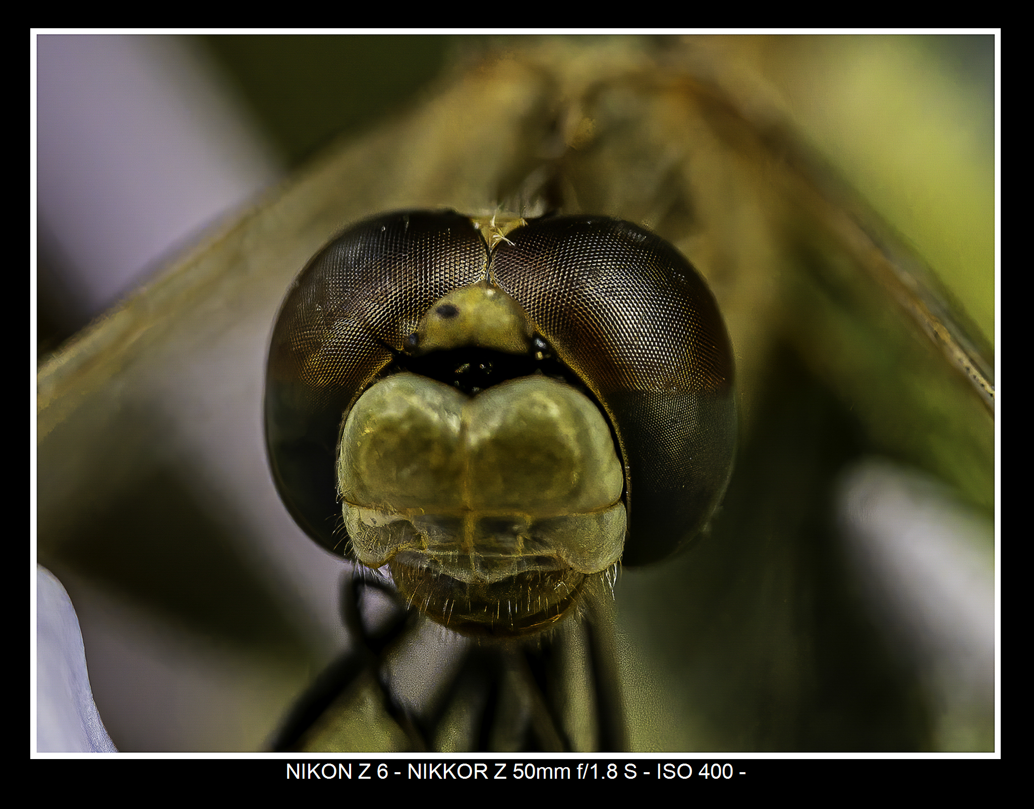 Macro4