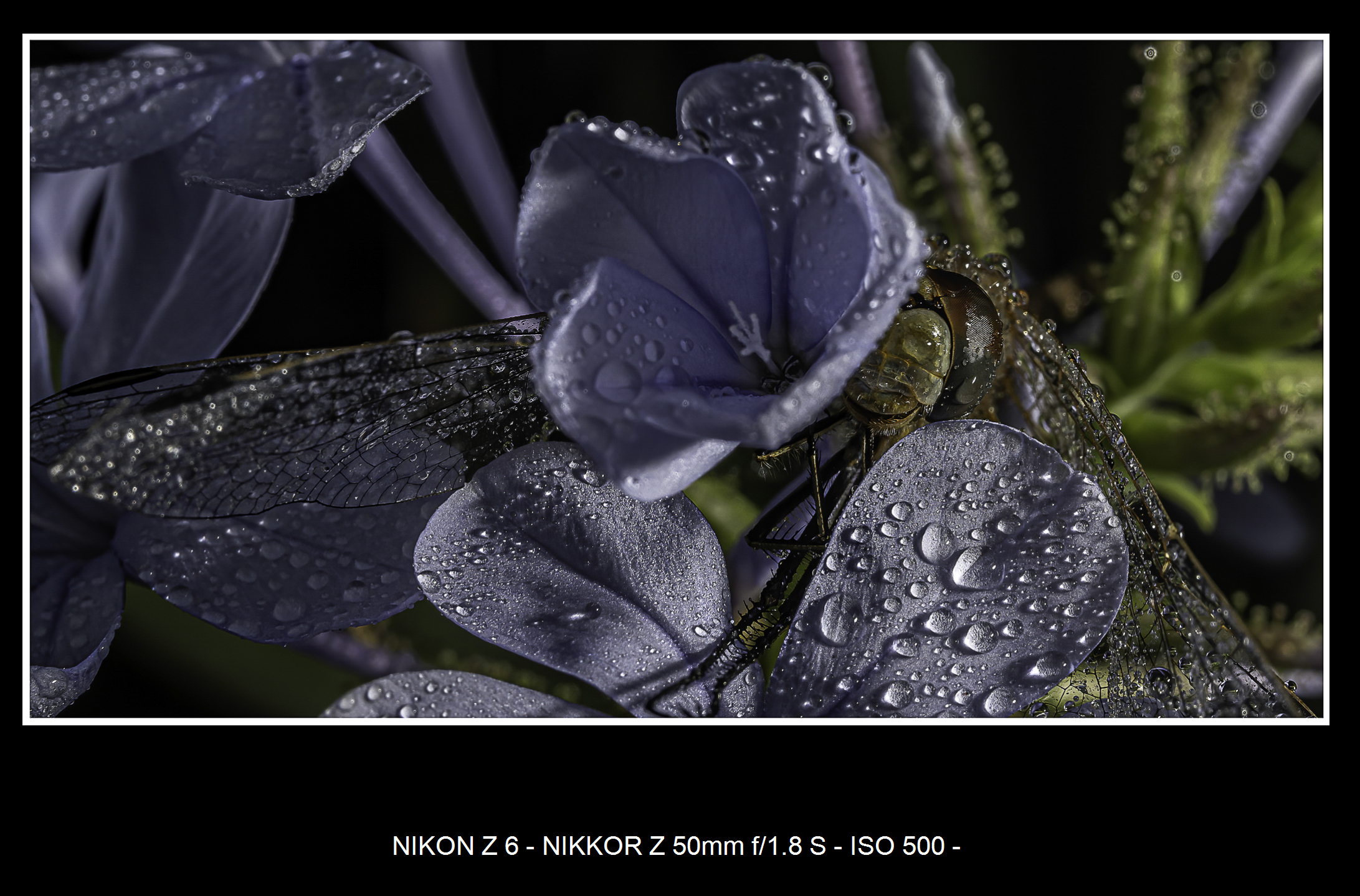 Macro5