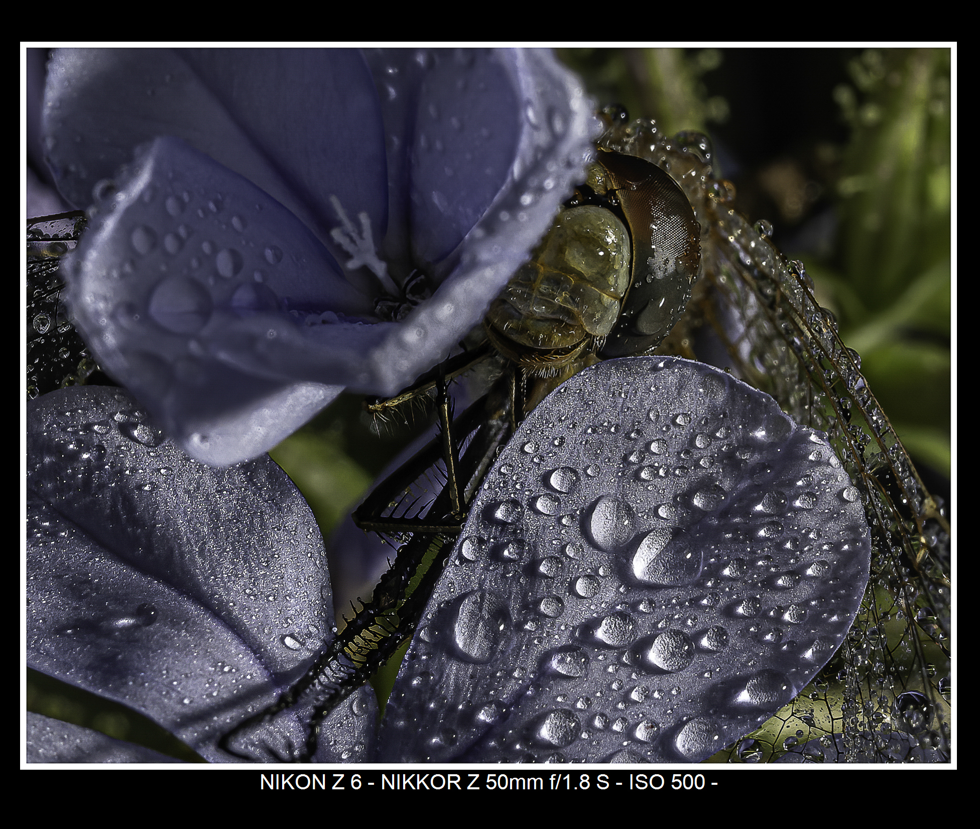 Macro6