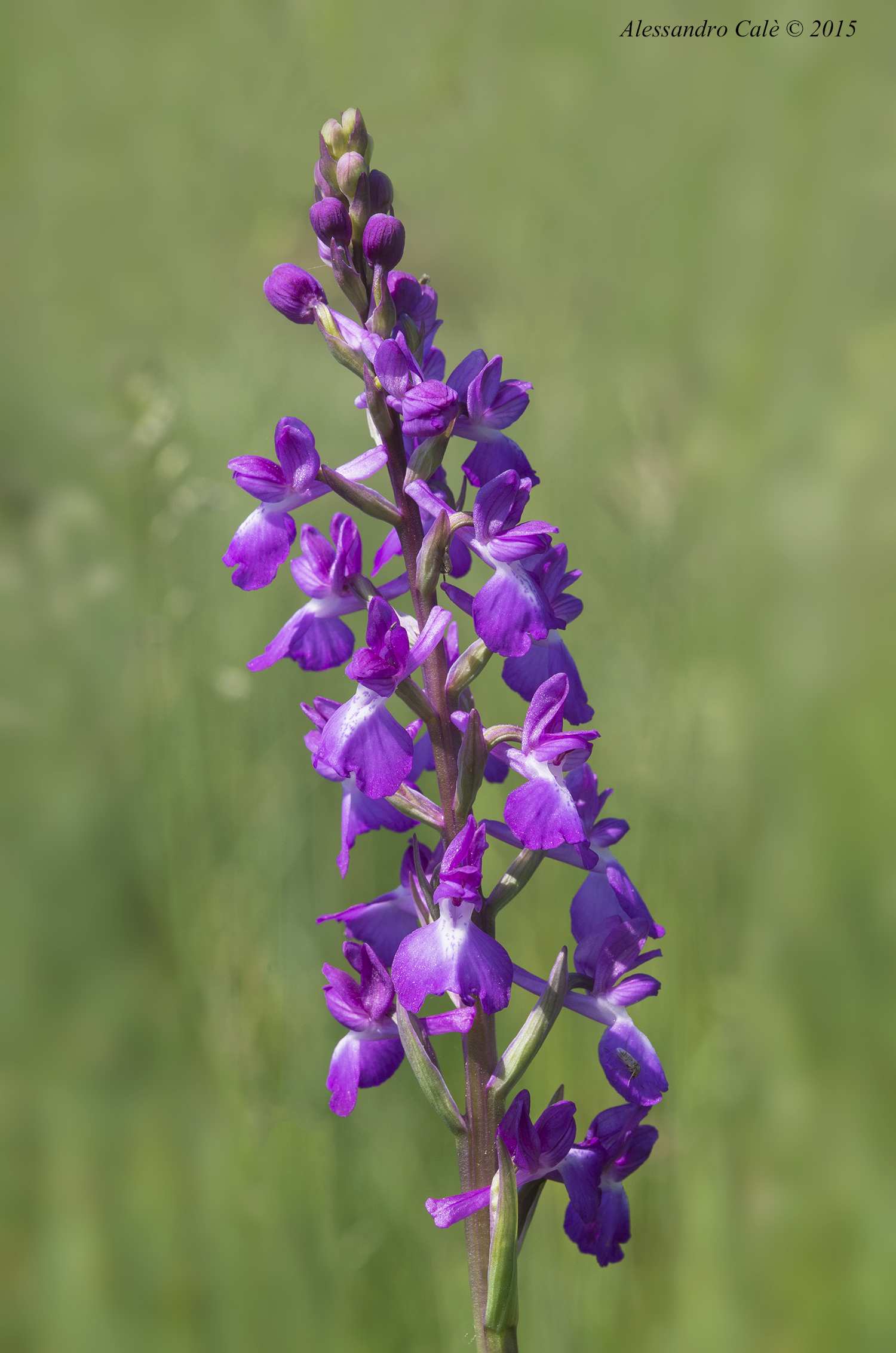 Orchis laxiflora 9361